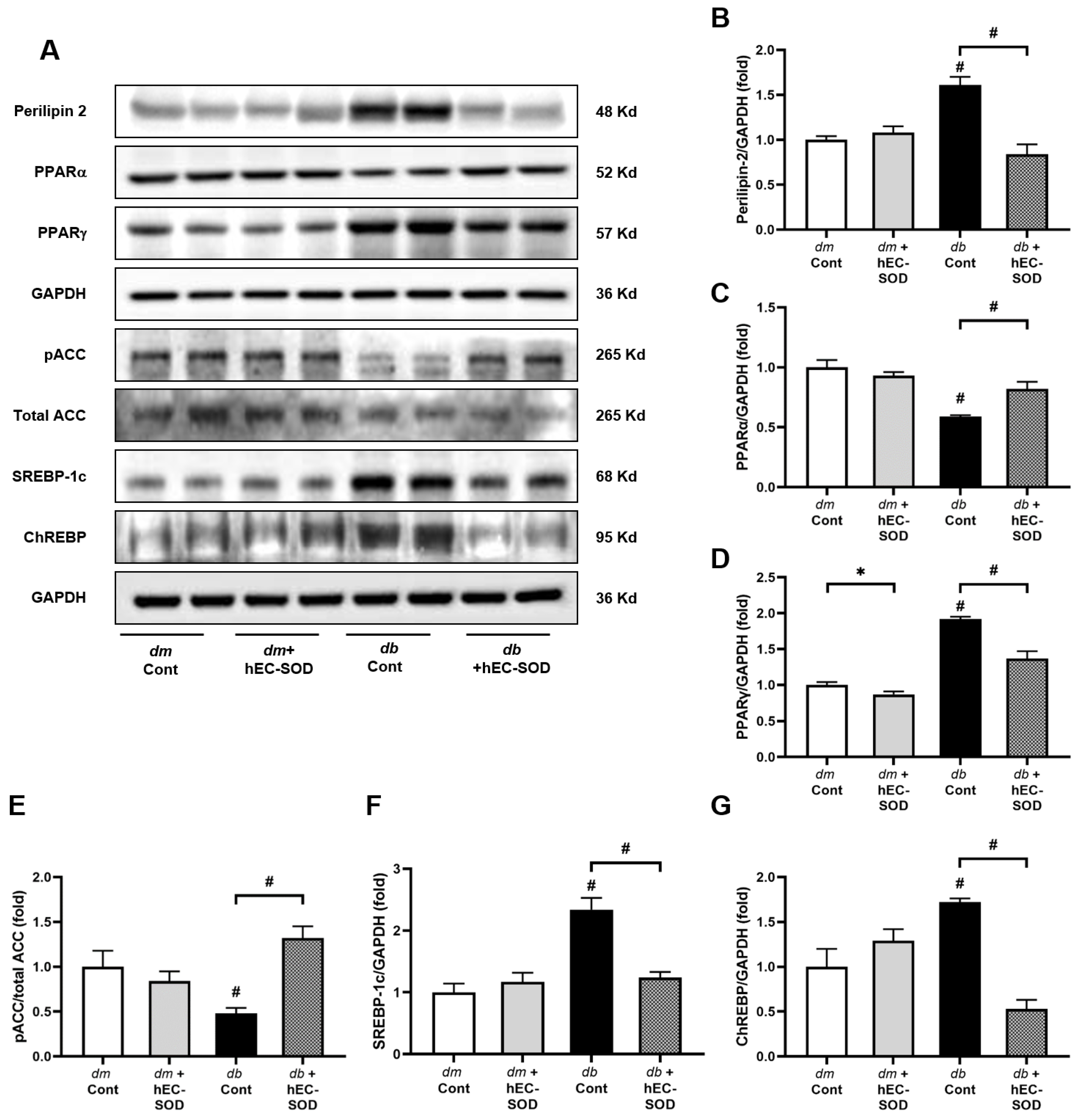 Antioxidants 12 02040 g004