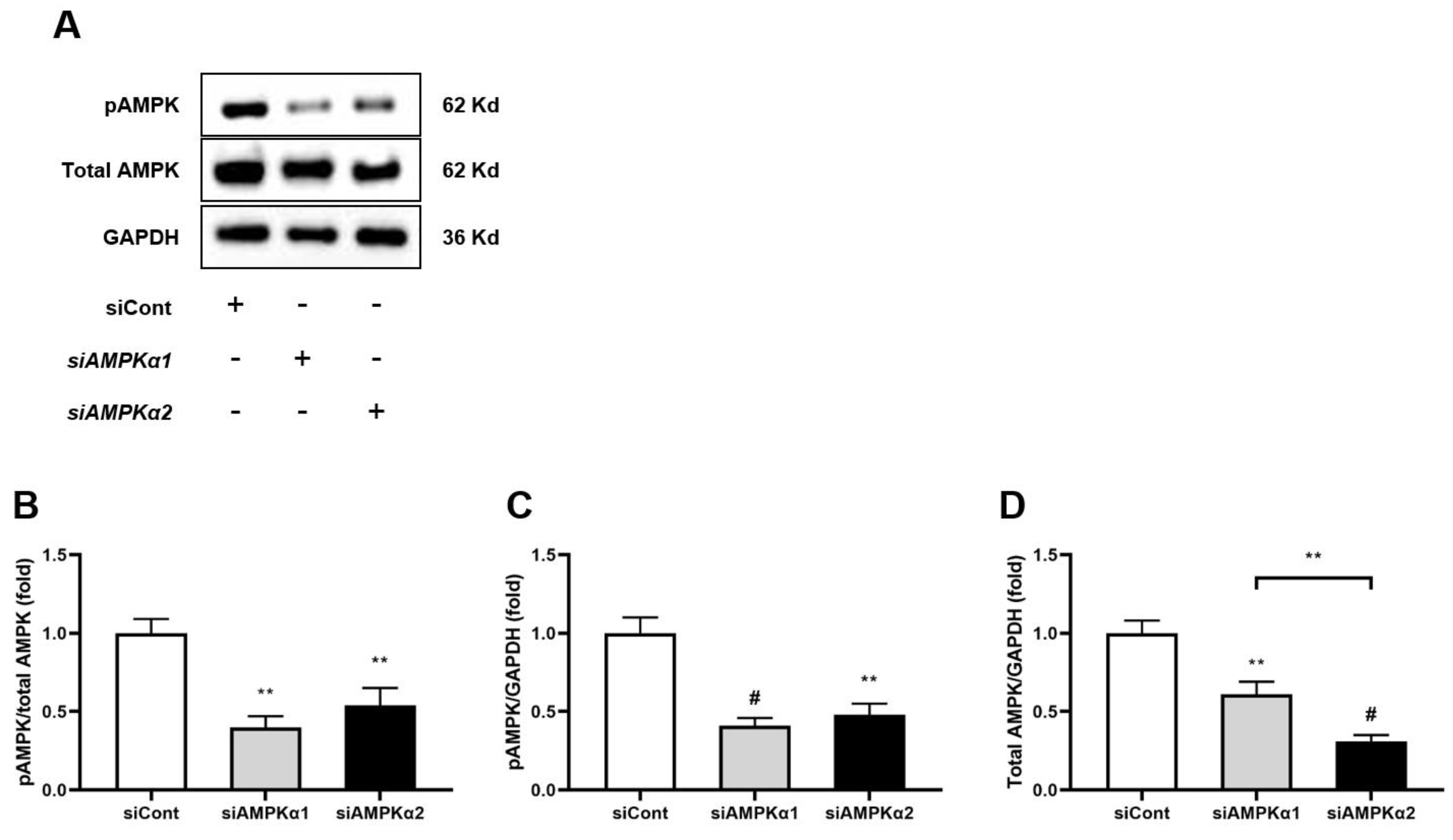 Antioxidants 12 02040 g008