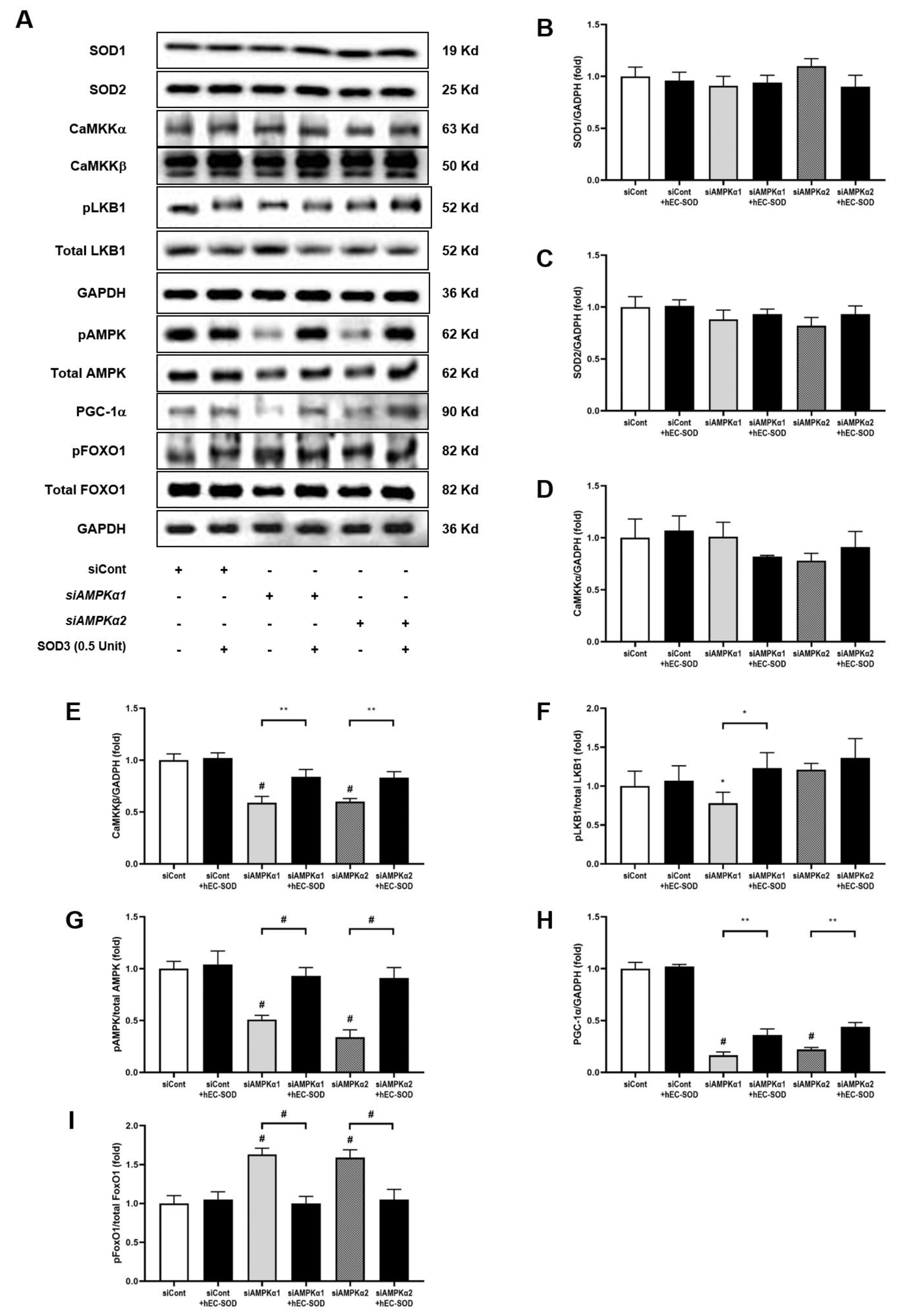 Antioxidants 12 02040 g009