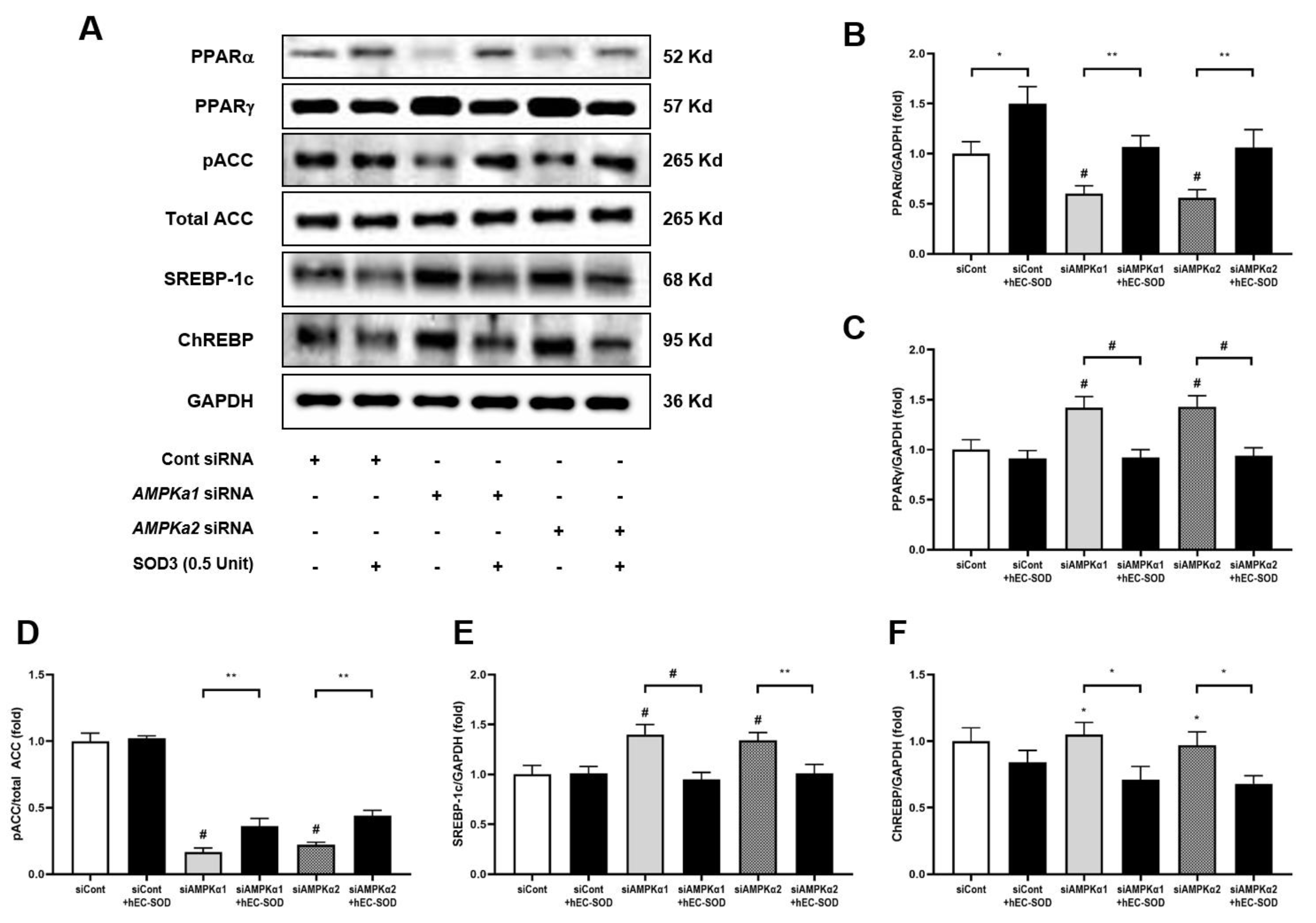 Antioxidants 12 02040 g010