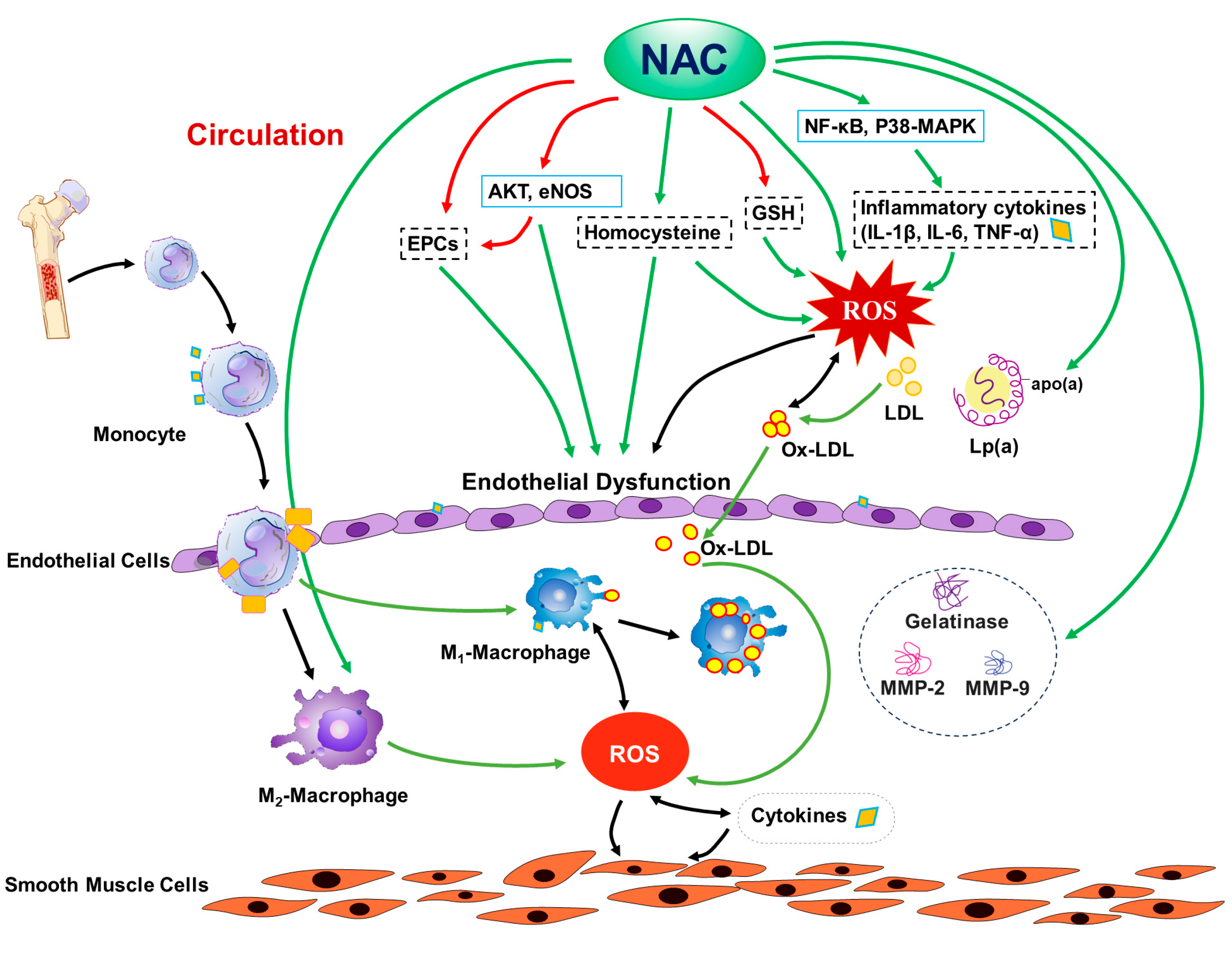Antioxidants | Free Full-Text | N-Acetylcysteine and 