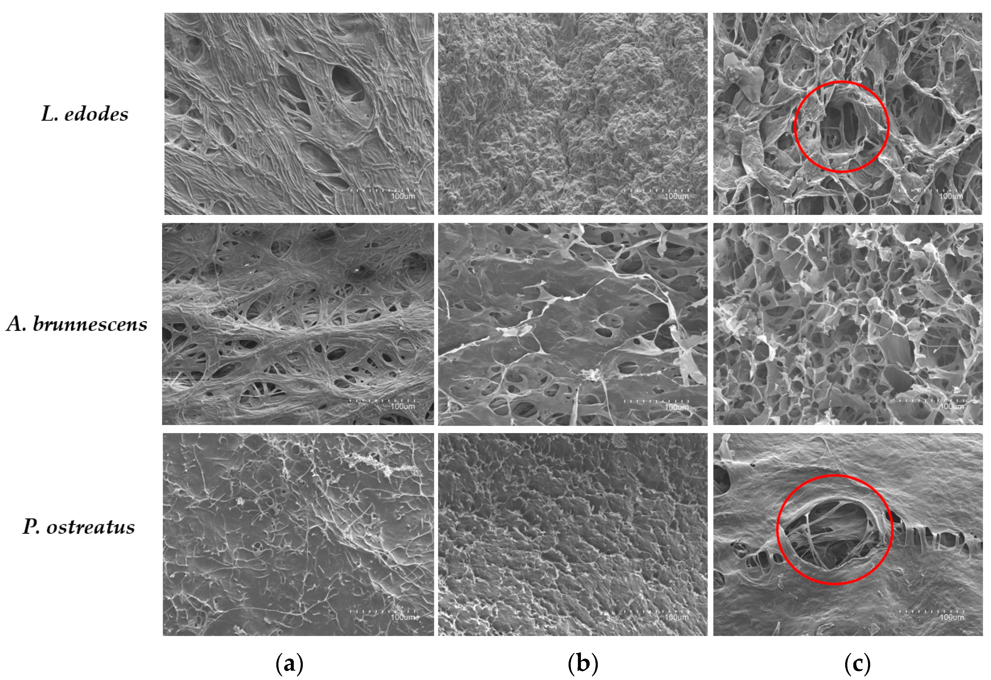 Antioxidants 12 02080 g004