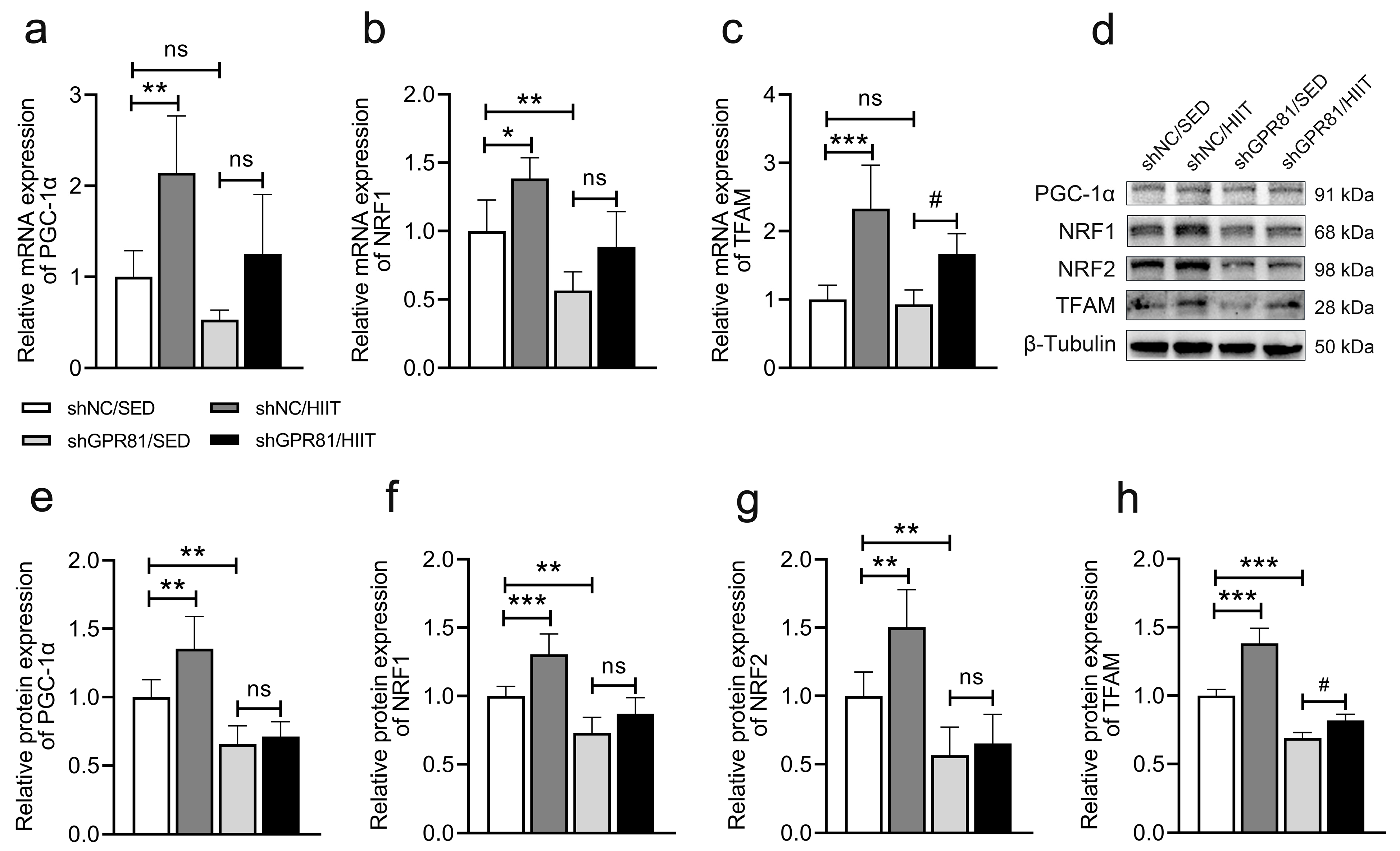 Frontiers  Elevated Lactate by High-Intensity Interval Training Regulates  the Hippocampal BDNF Expression and the Mitochondrial Quality Control System