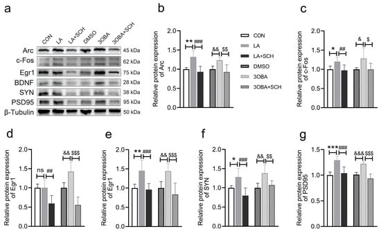 Frontiers  Elevated Lactate by High-Intensity Interval Training Regulates  the Hippocampal BDNF Expression and the Mitochondrial Quality Control System