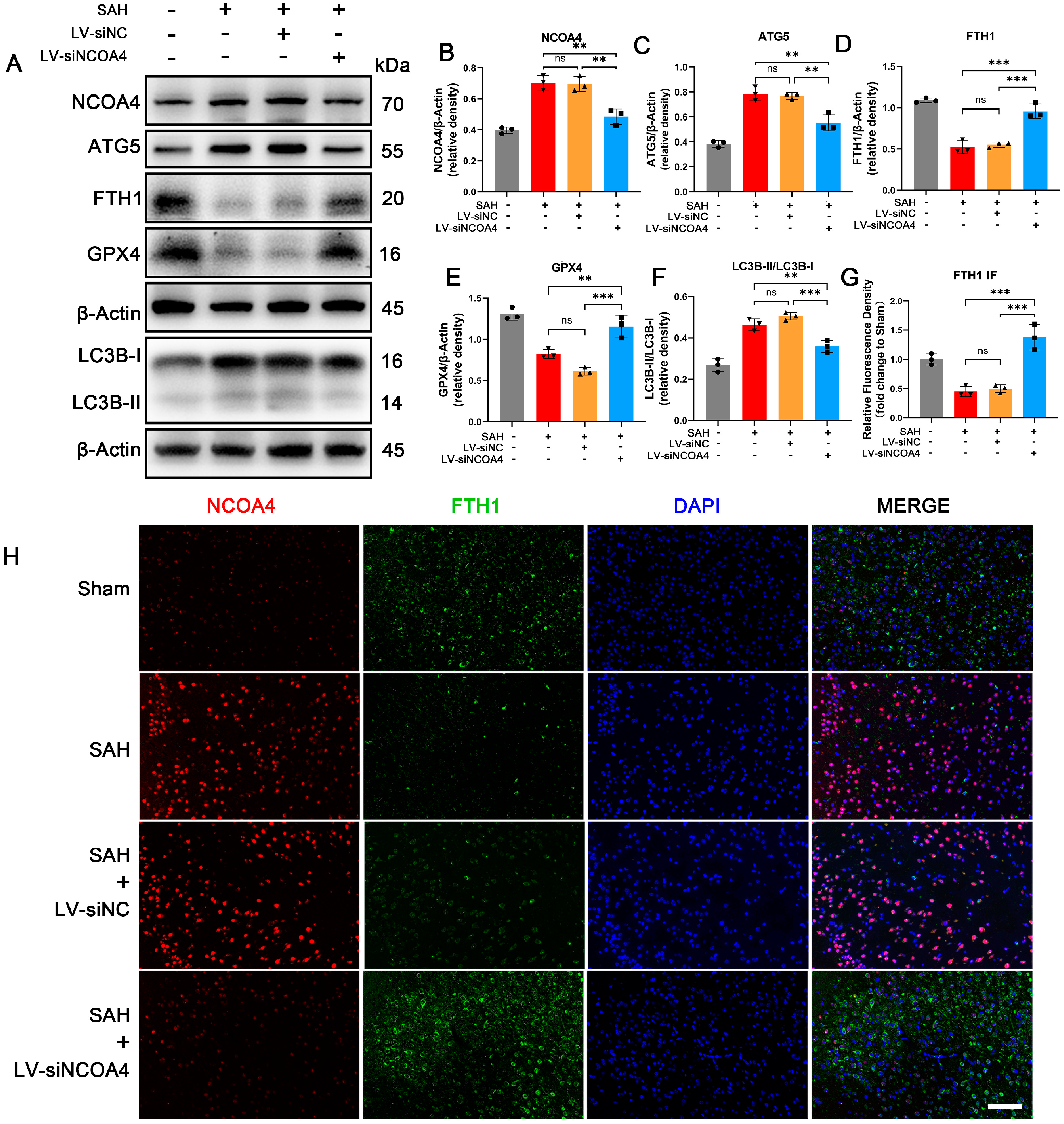 Antioxidants 12 02097 g002