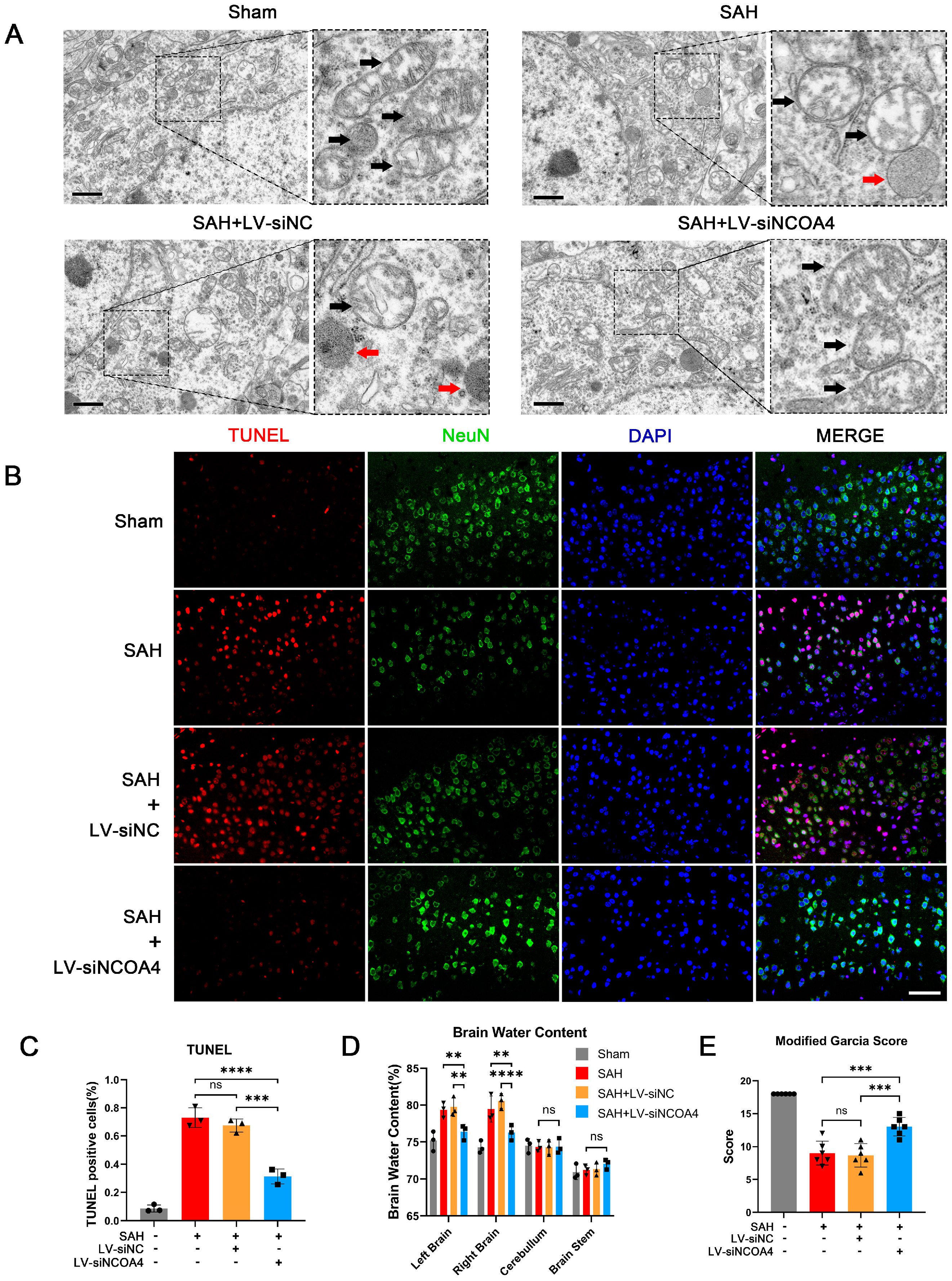 Antioxidants 12 02097 g003