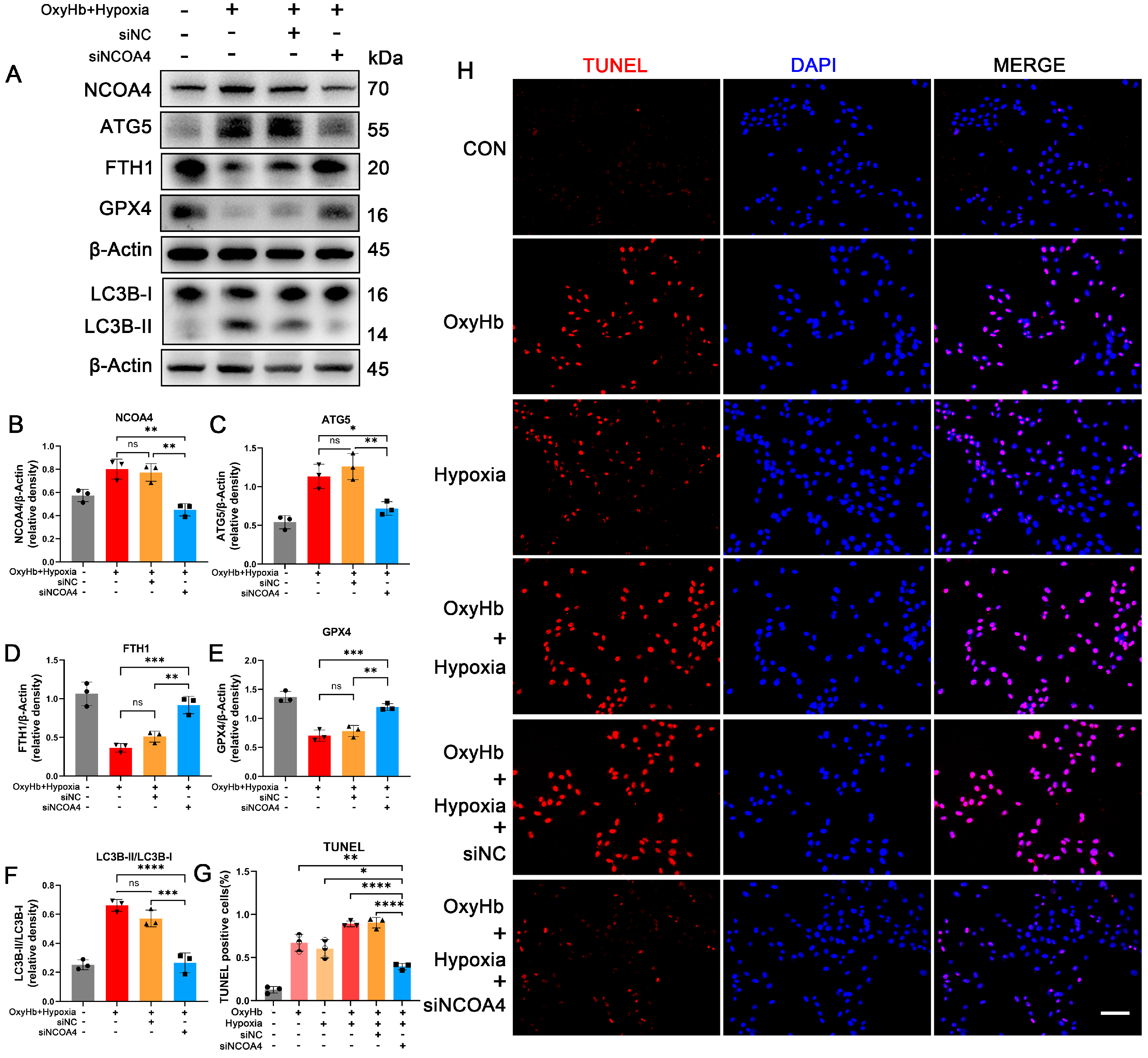 Antioxidants 12 02097 g005
