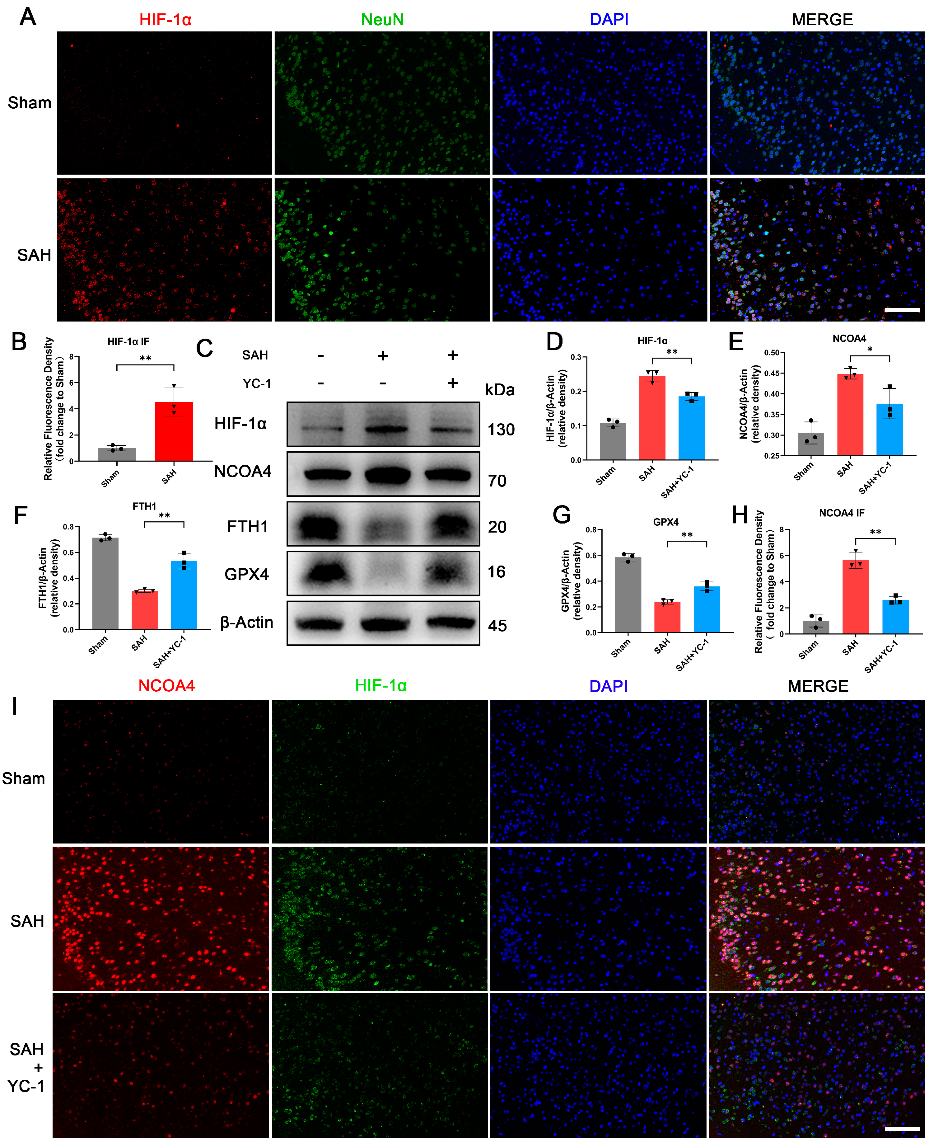 Antioxidants 12 02097 g006