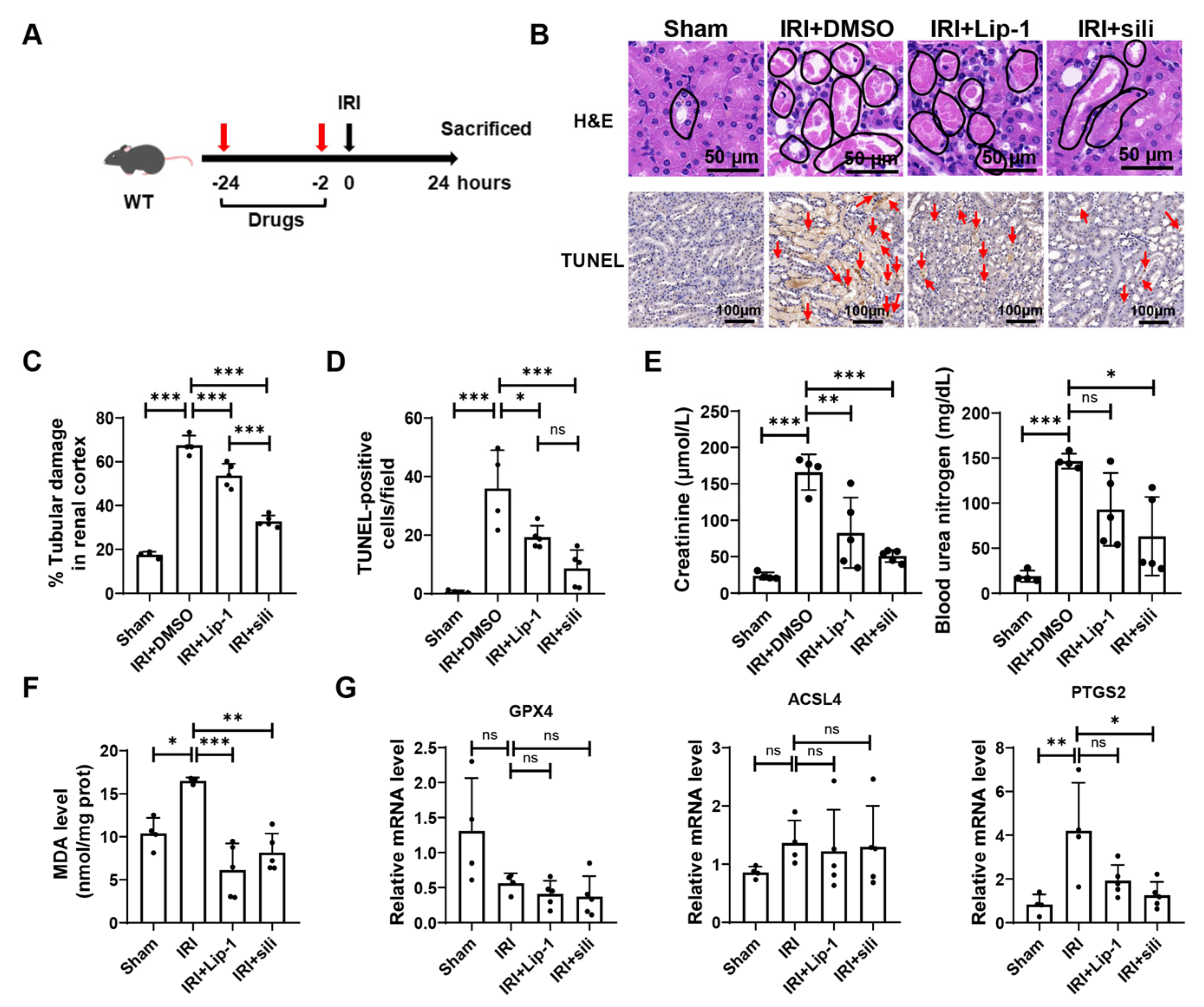 Antioxidants 12 02119 g005