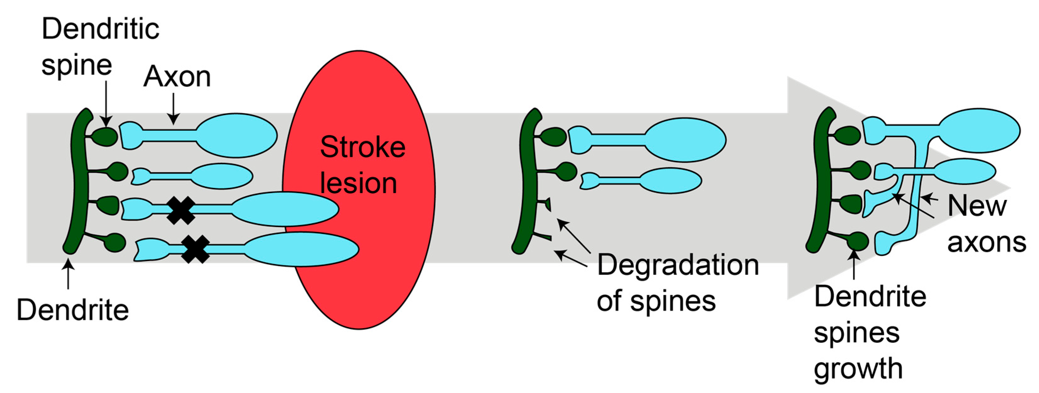 Effects of local perfusion of alpha-methyl-p-tyrosine (AMPT; 100 µM) on