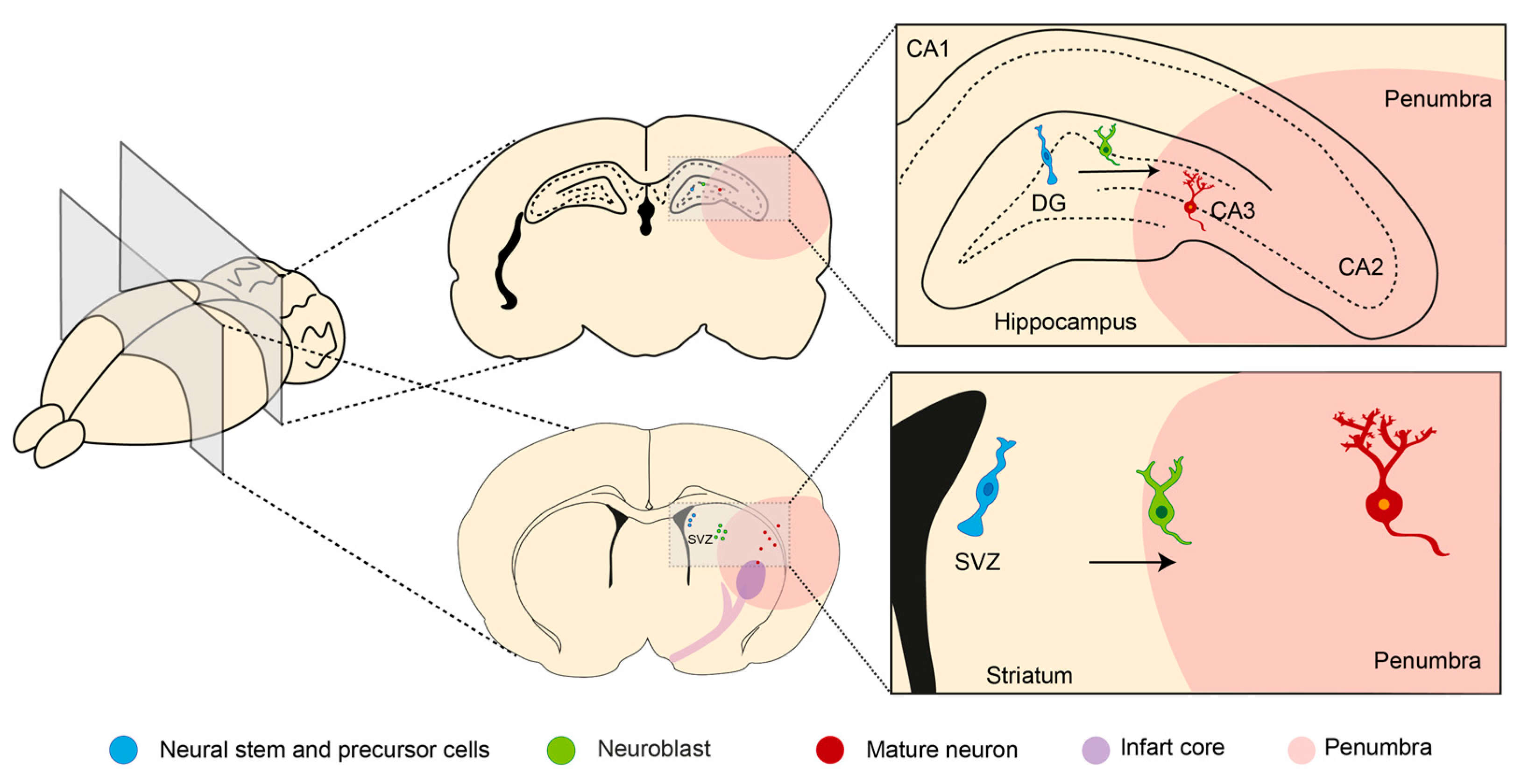 Antioxidants 12 02126 g002 Antioxidants 12 02126 g002