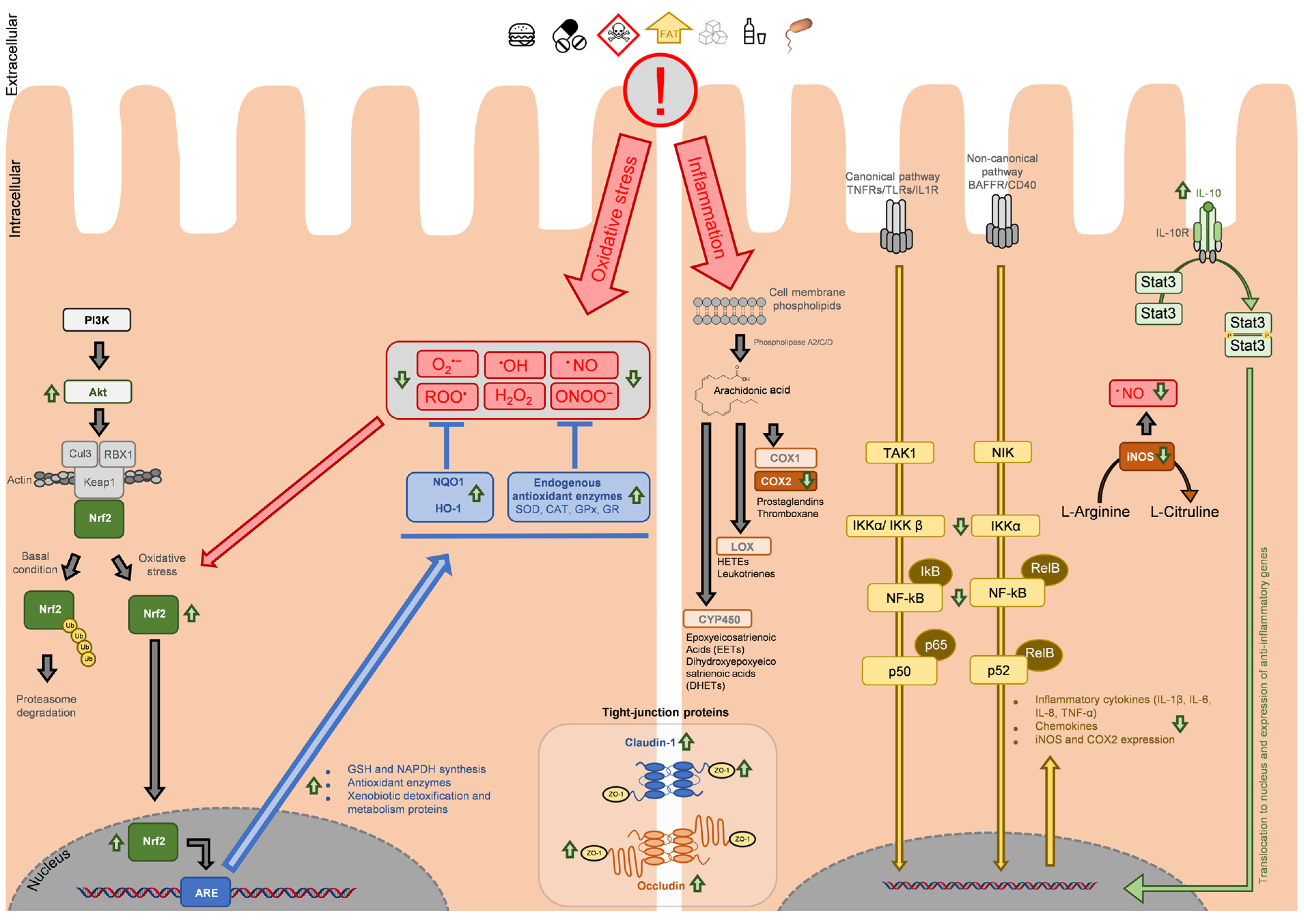 Antioxidants 13 00065 g002
