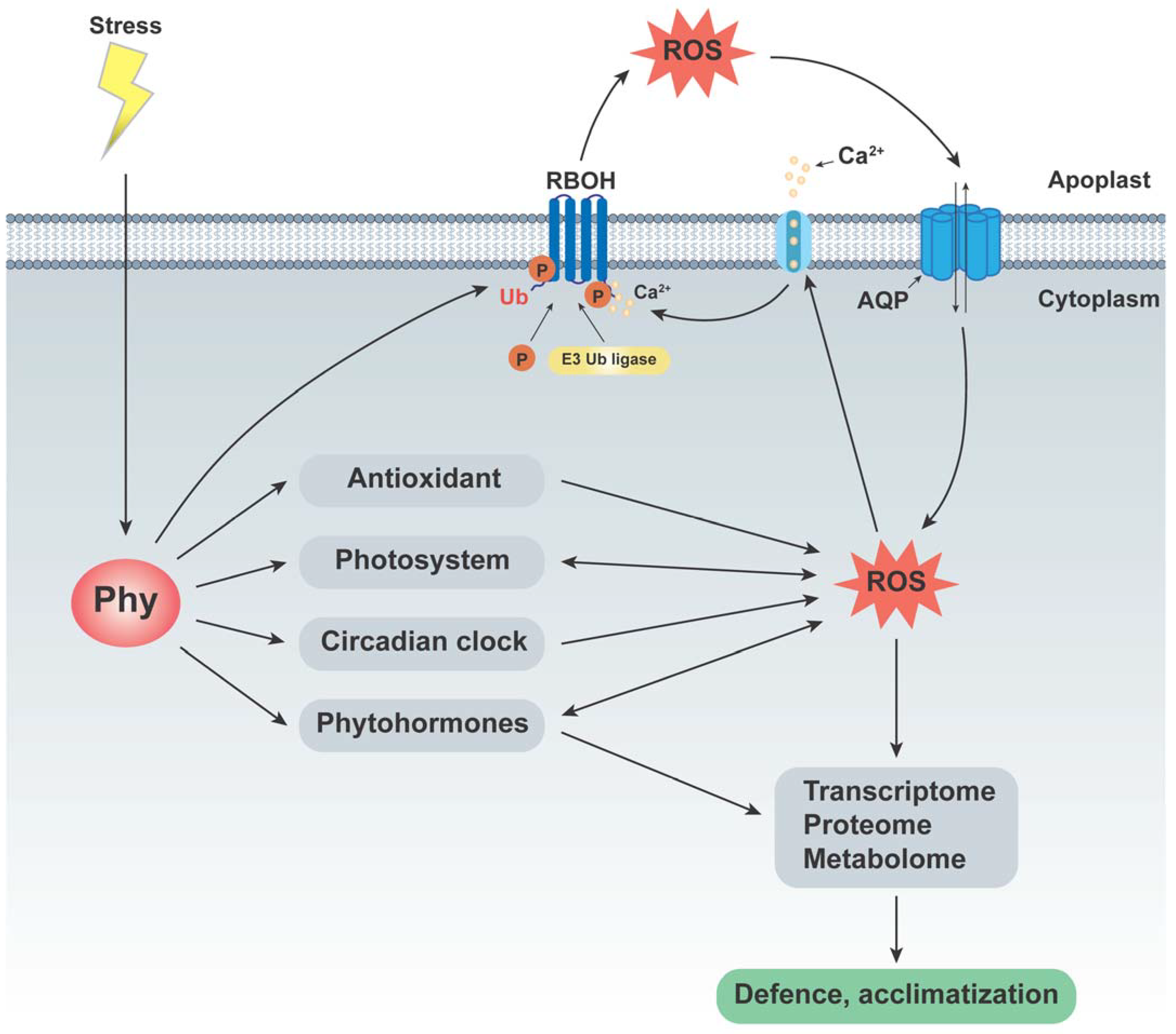 Antioxidants 13 00099 g002