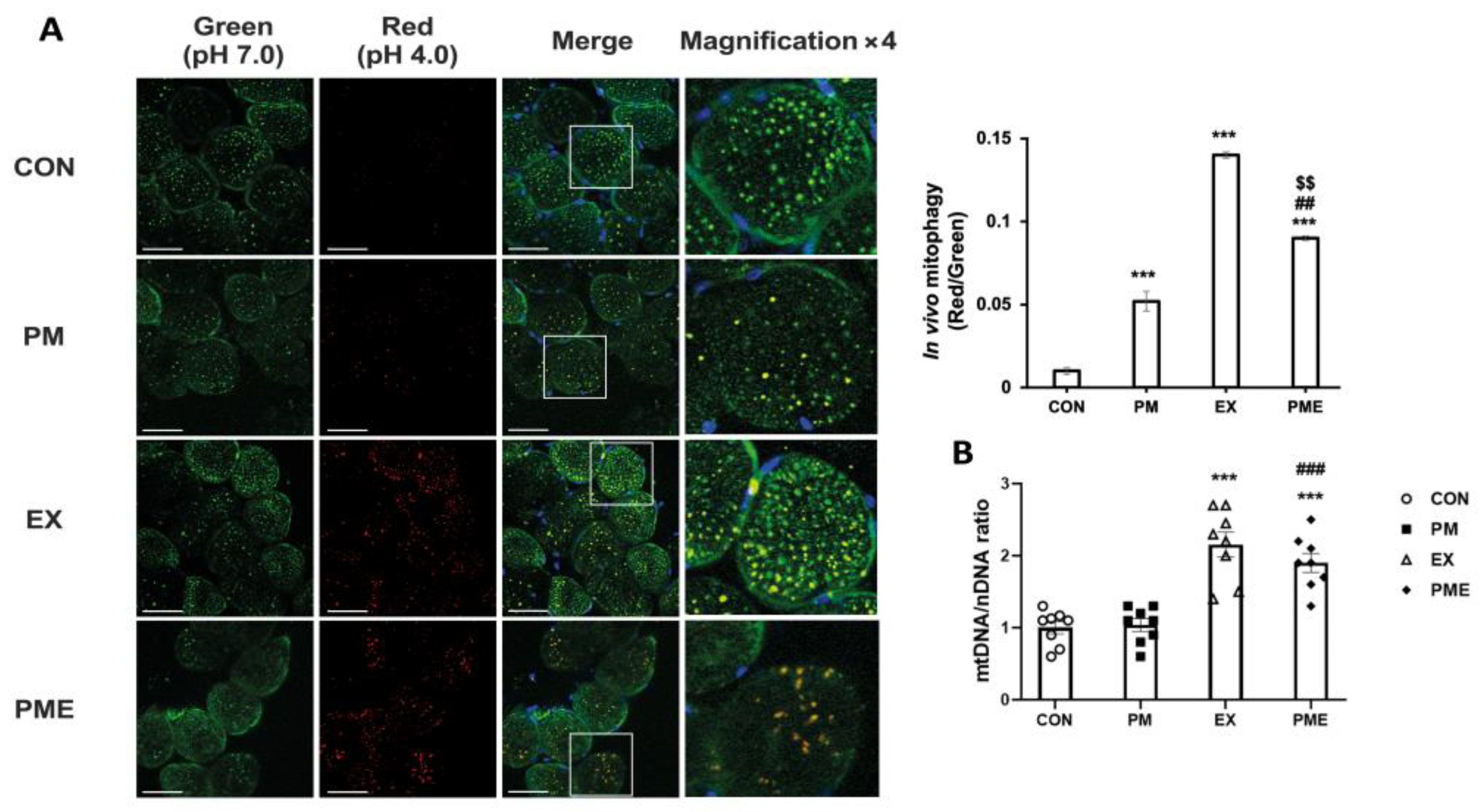 Antioxidants 13 00113 g004