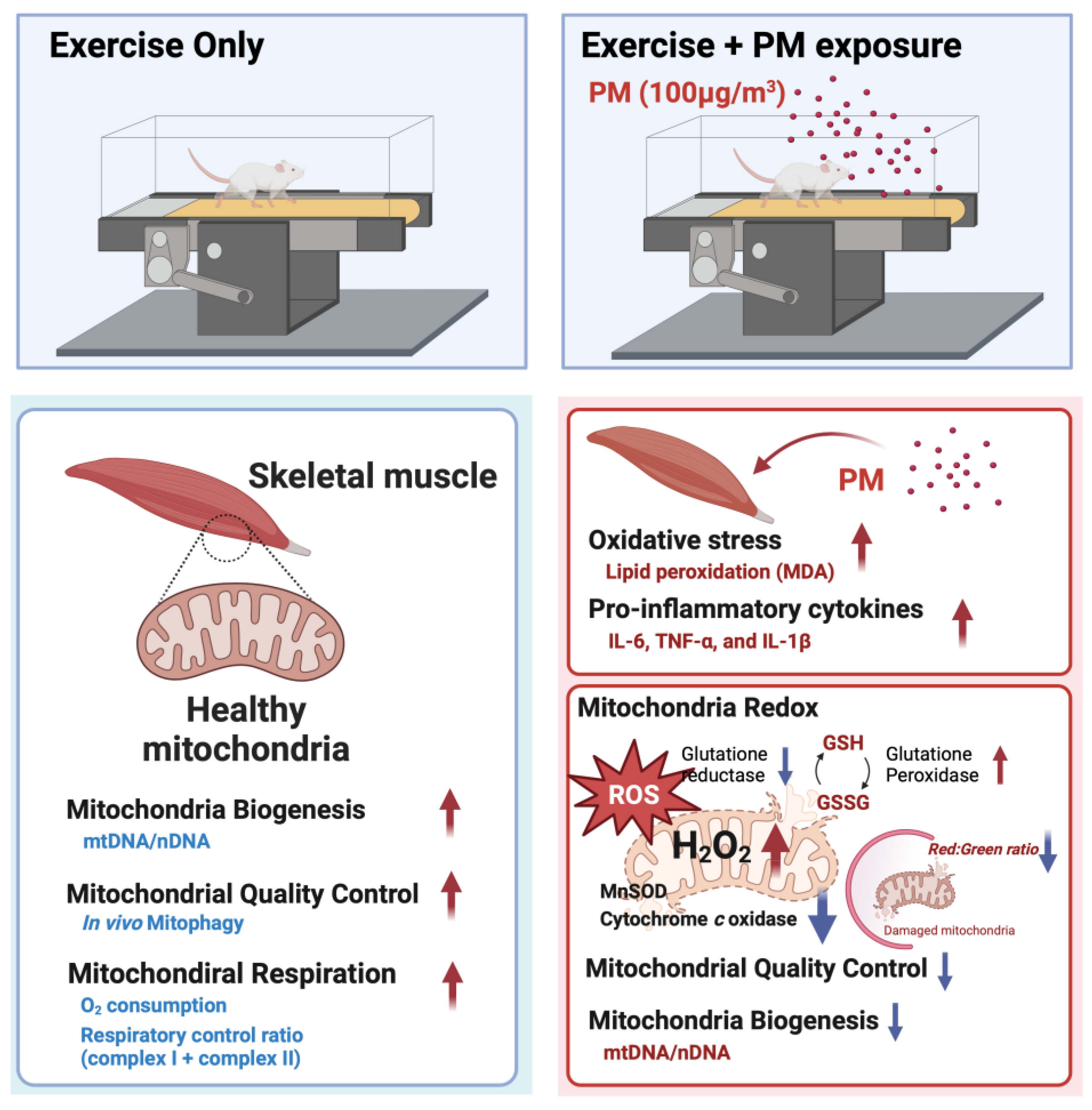 Antioxidants 13 00113 g006