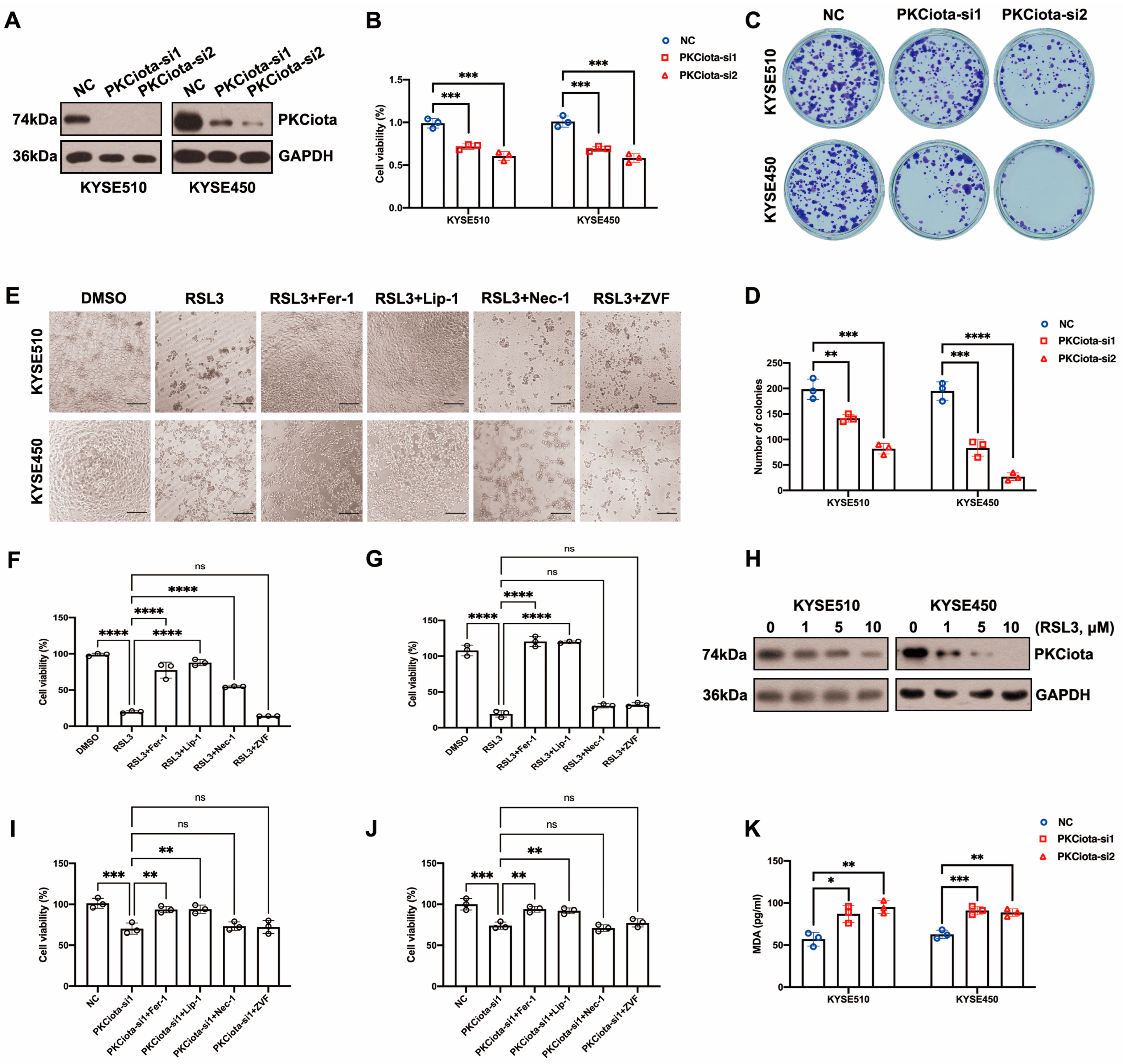 Antioxidants 13 00114 g002