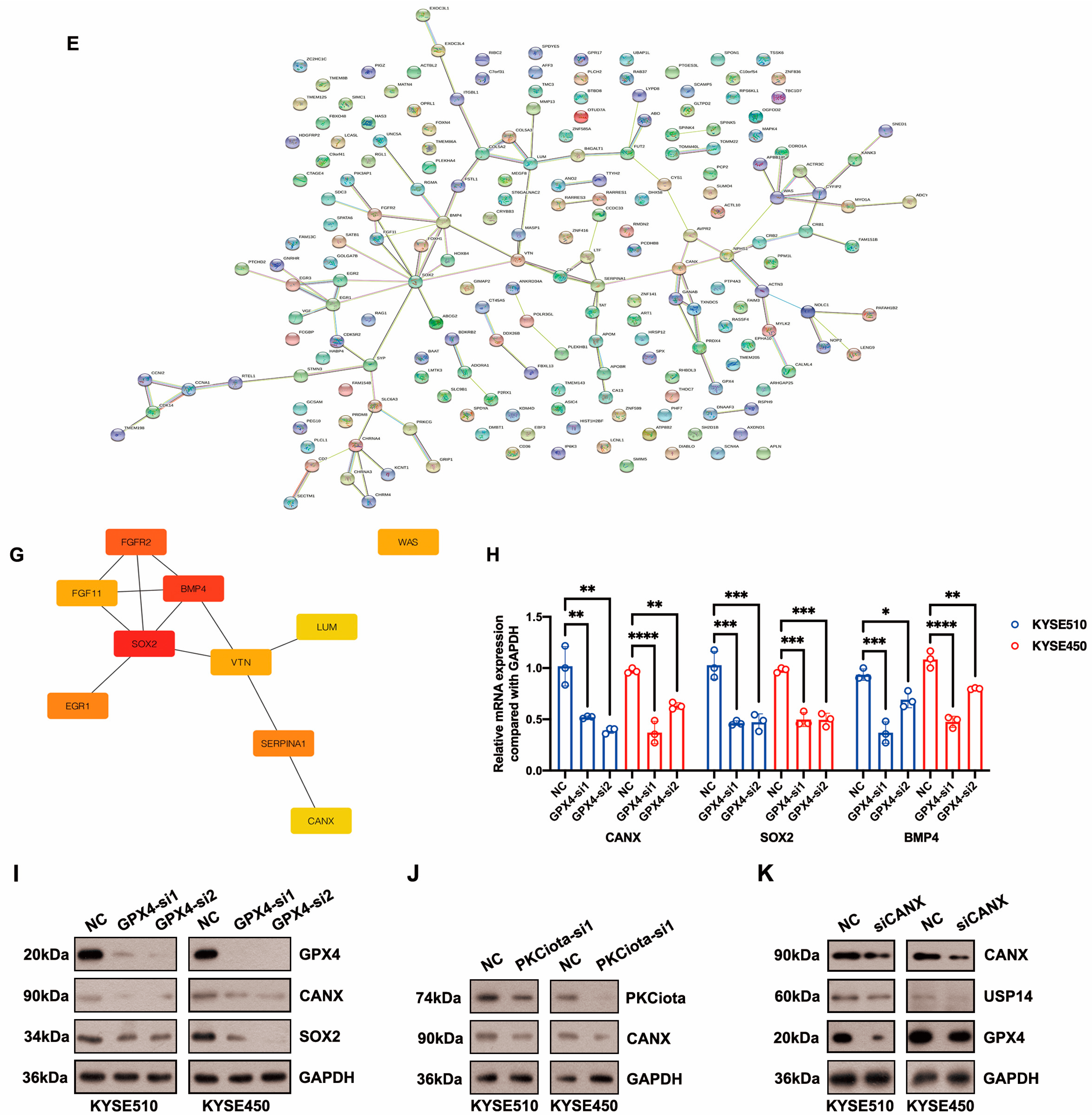 Antioxidants 13 00114 g005b