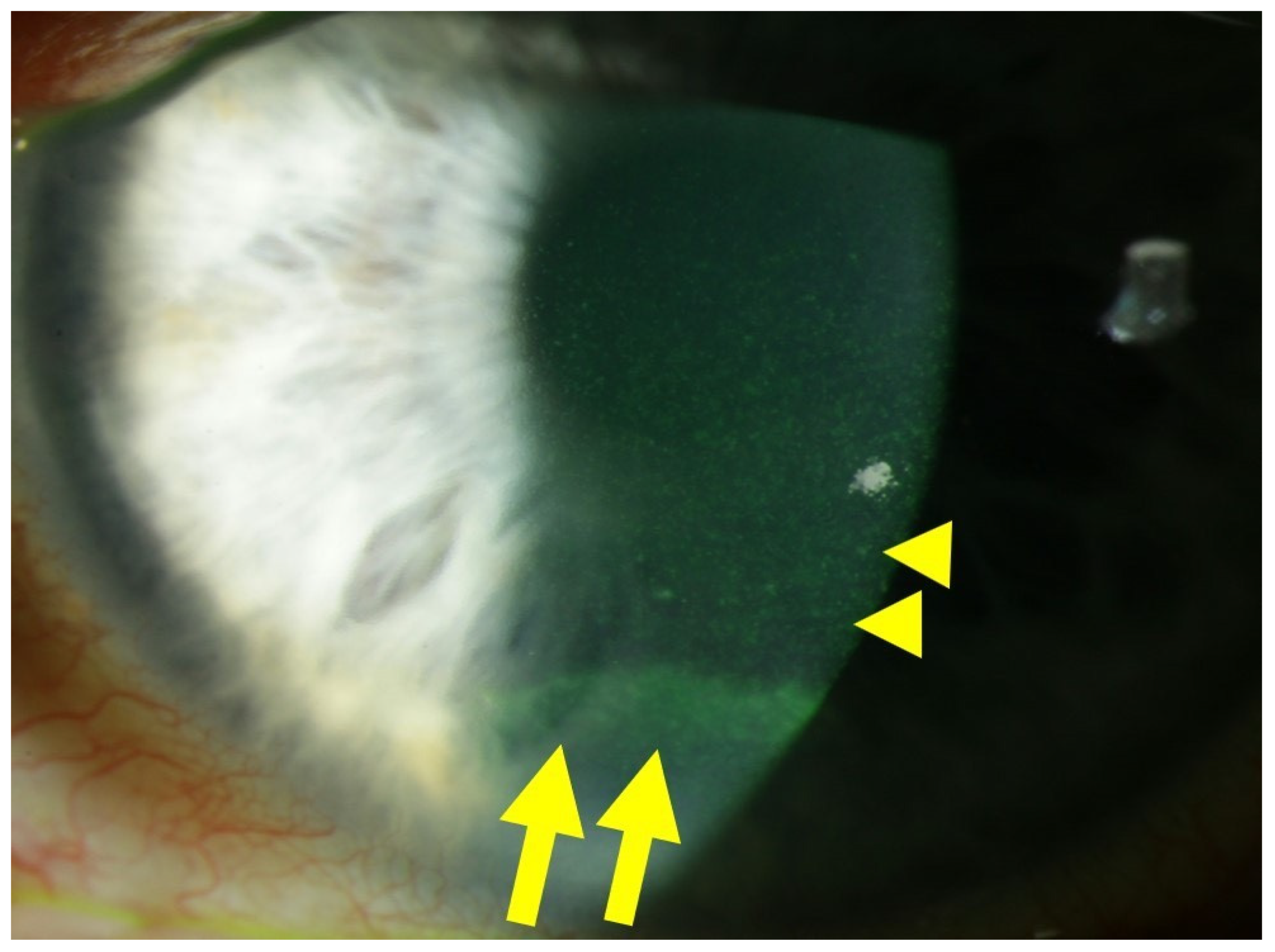 Antioxidants 13 00120 g001 Antioxidants 13 00120 g001