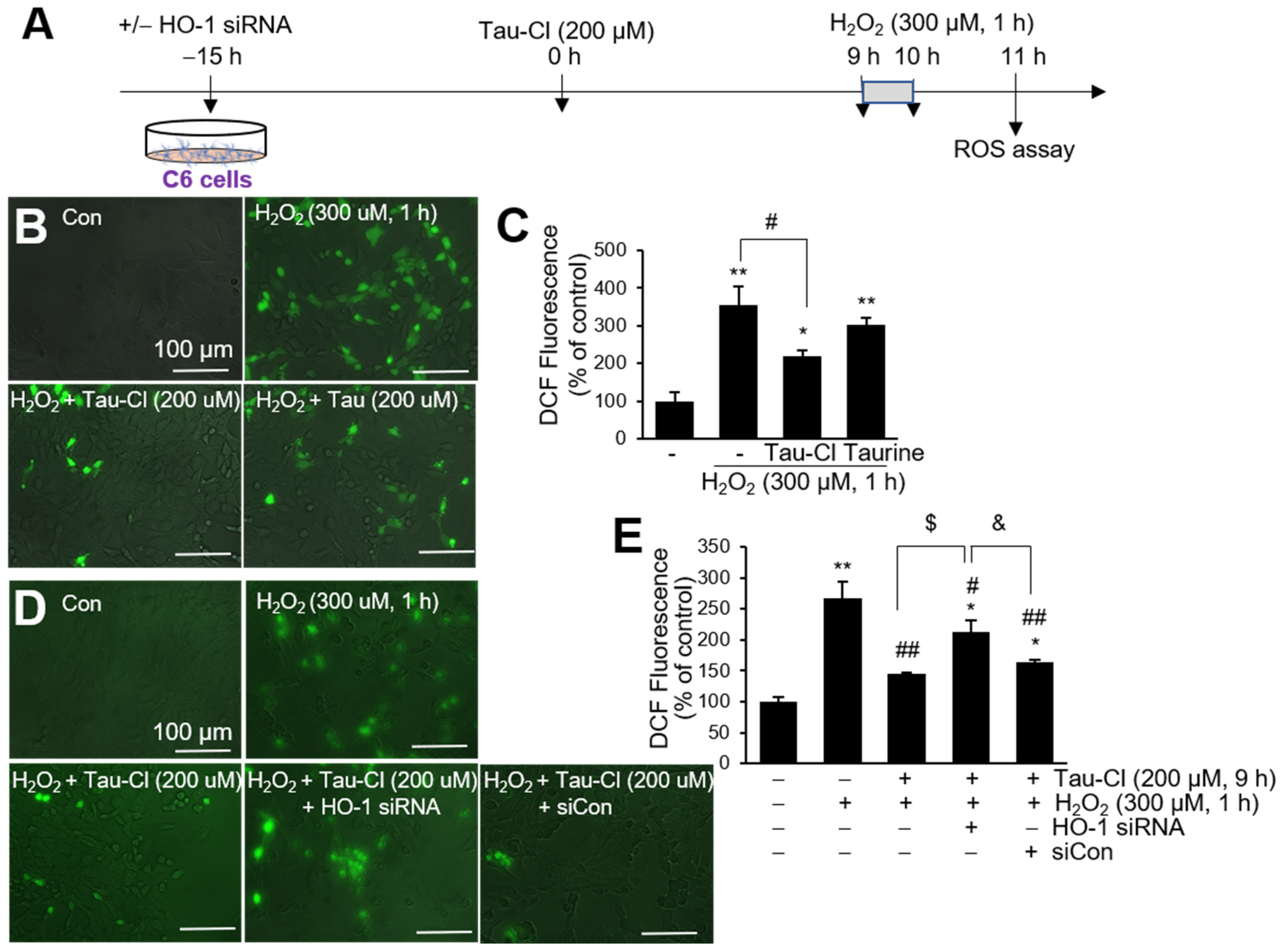 Antioxidants 13 00169 g006