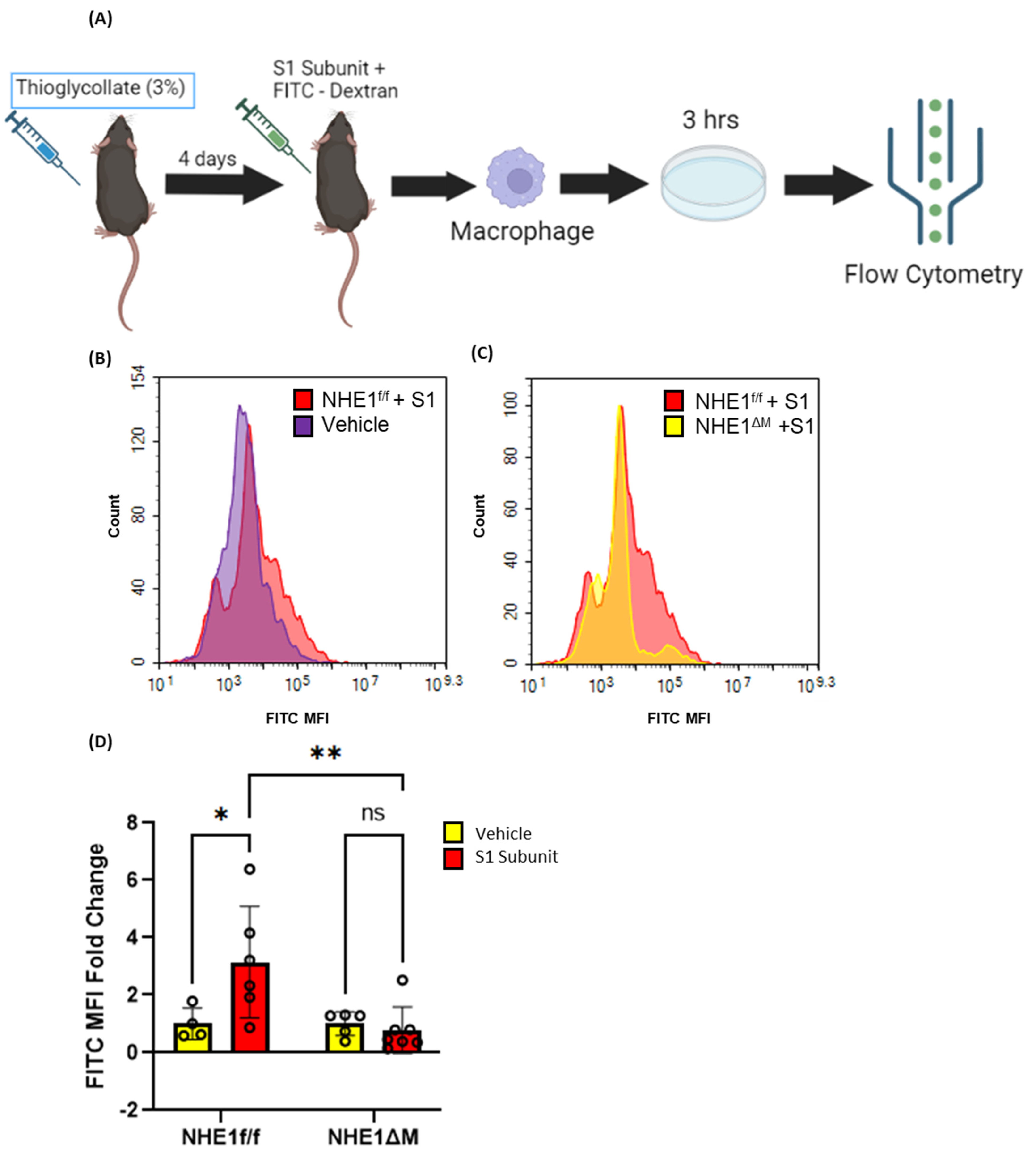 Antioxidants 13 00175 g005