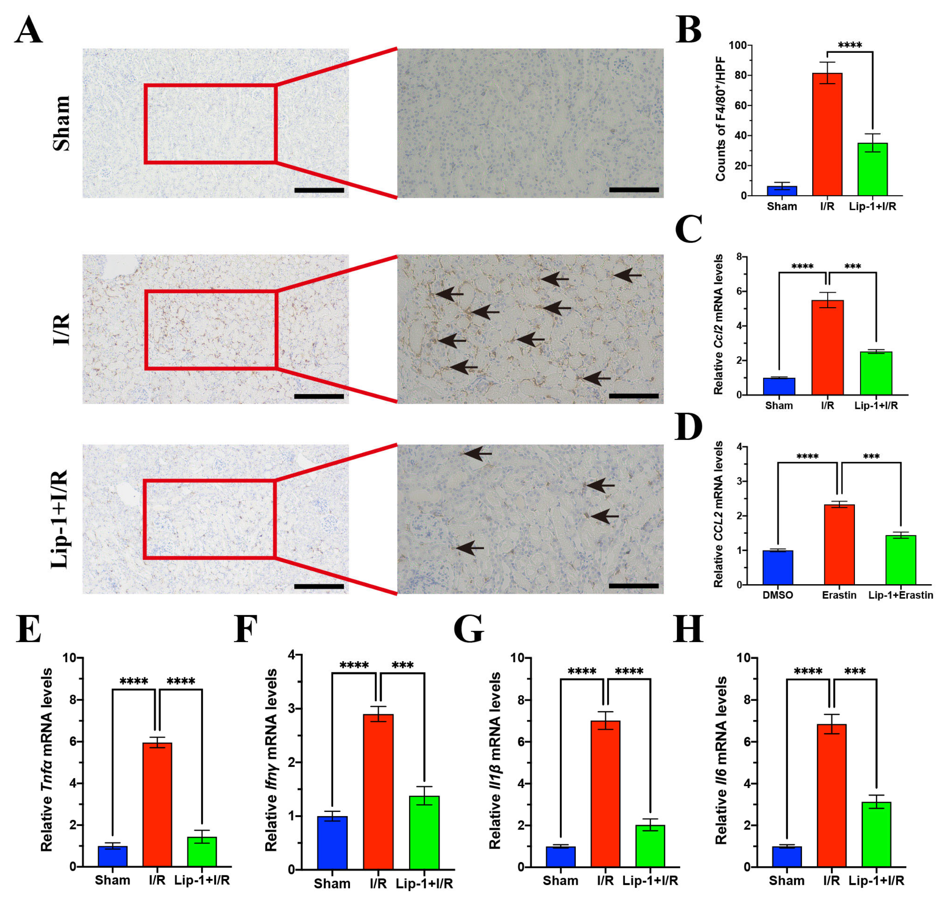 Antioxidants 13 00182 g006
