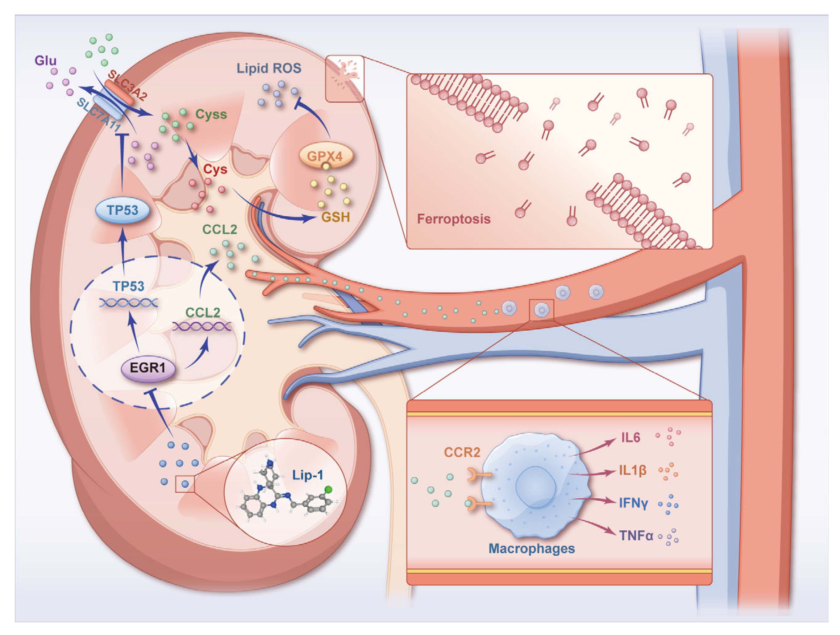 Antioxidants 13 00182 g007