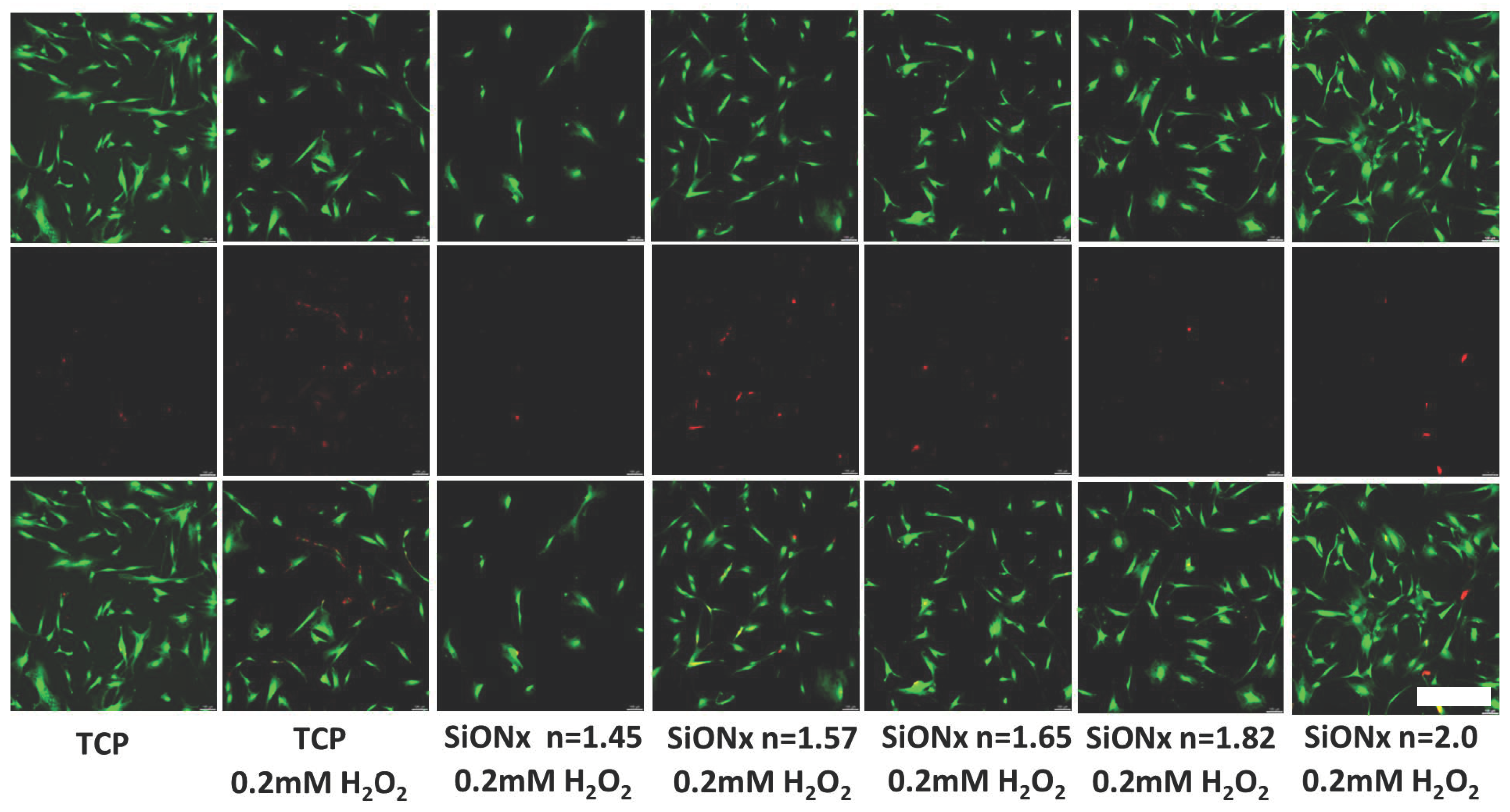 Antioxidants 13 00189 g008