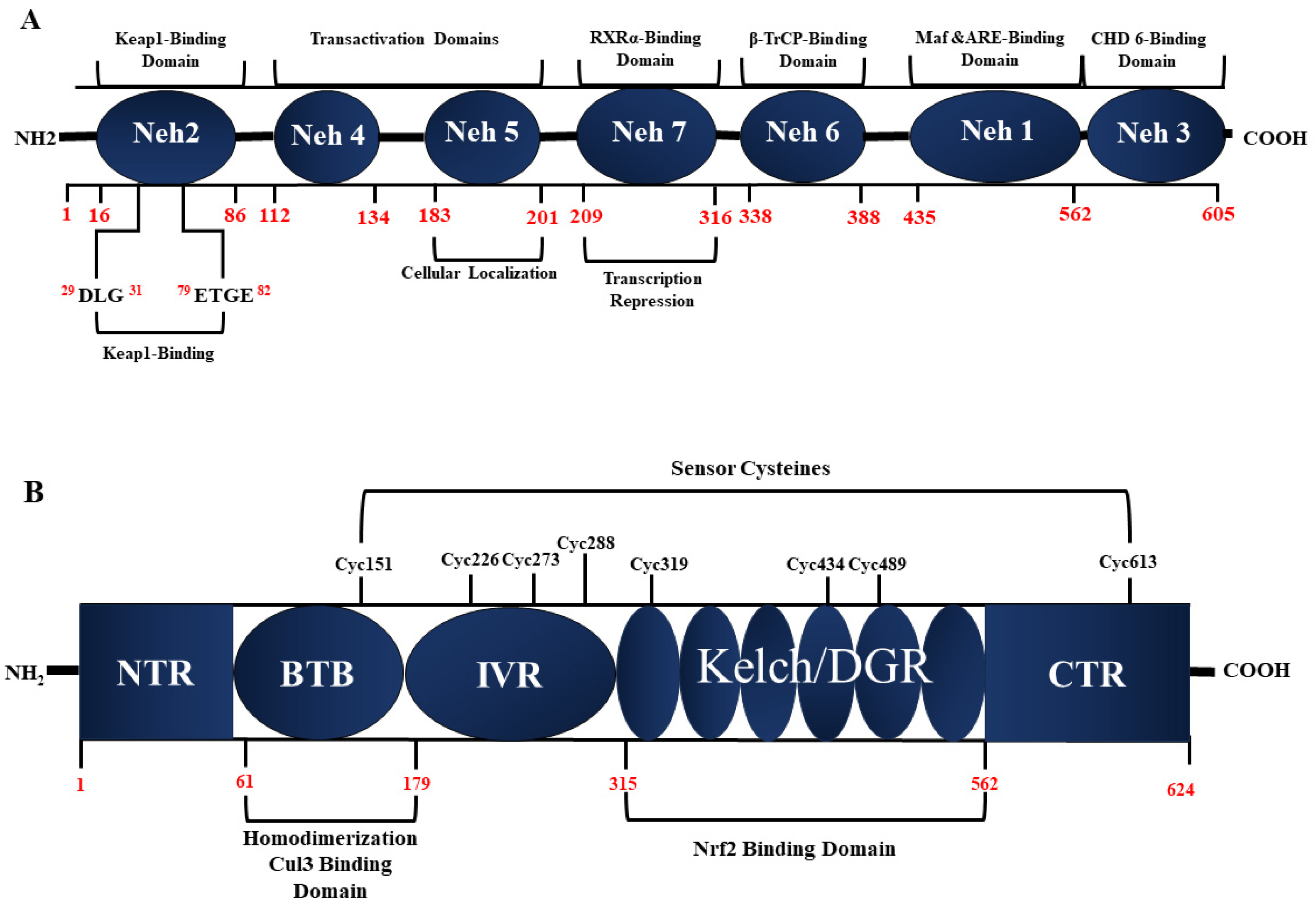 Antioxidants 13 00193 g002