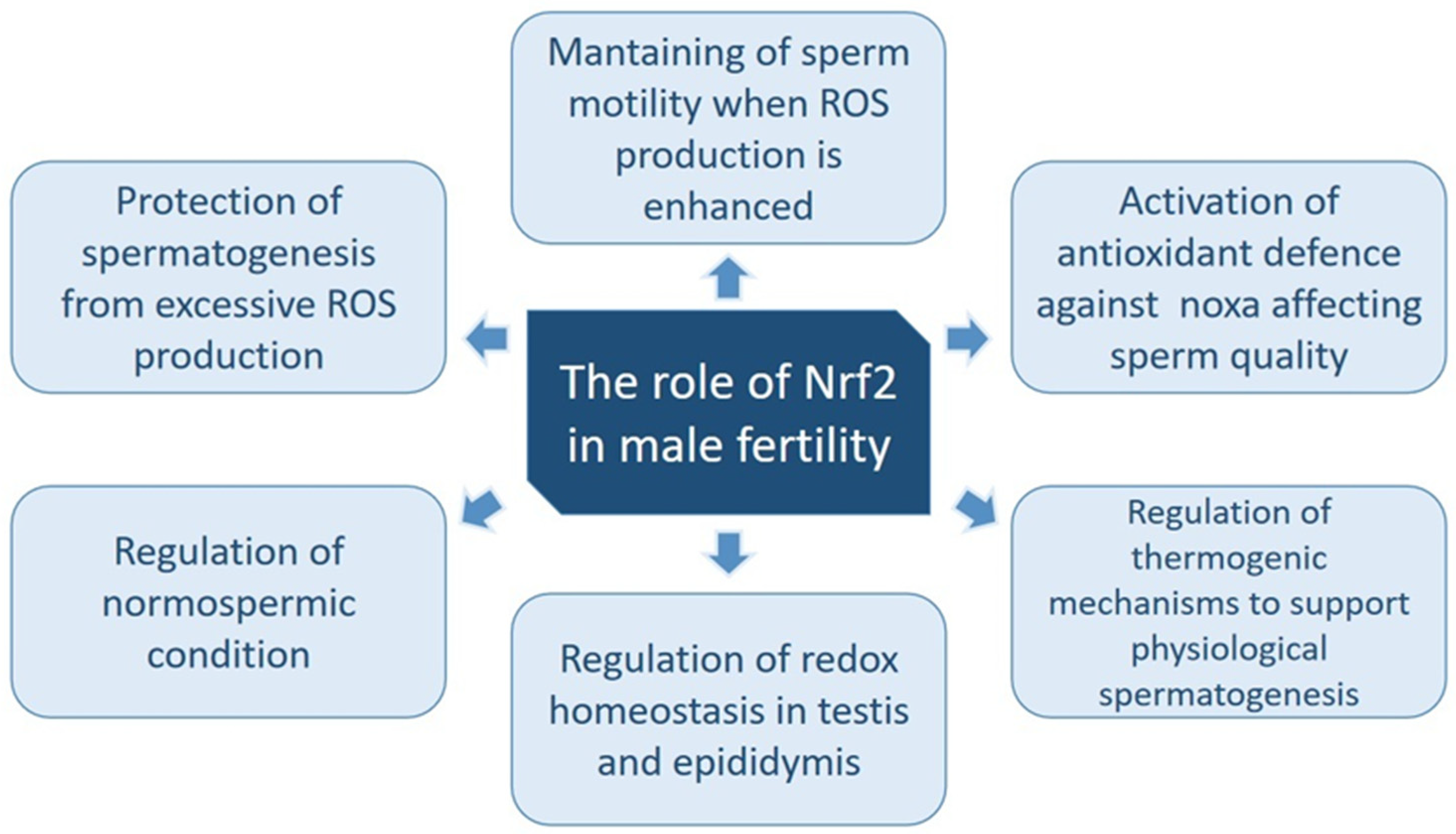 Antioxidants 13 00193 g004