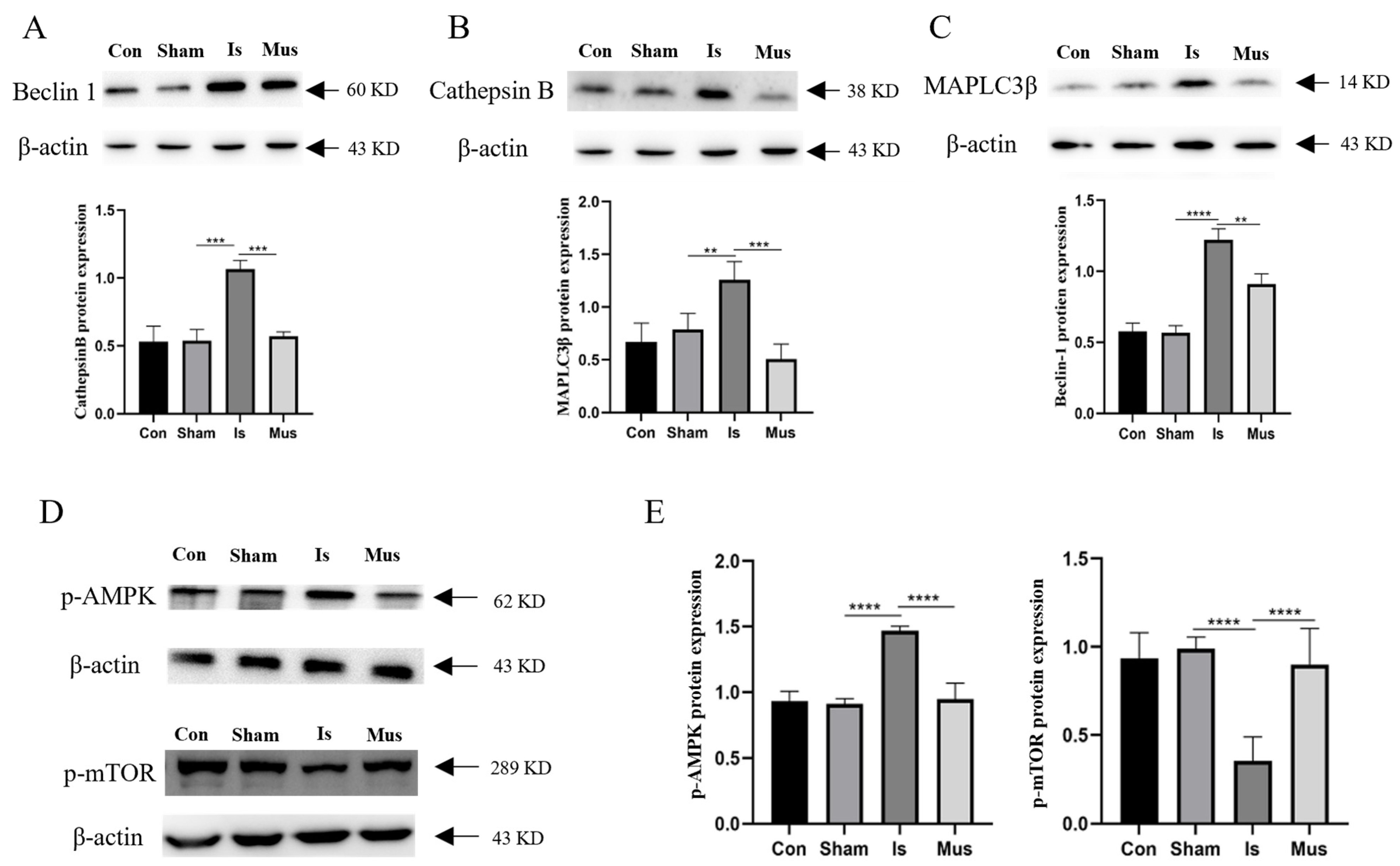 Antioxidants 13 00194 g004