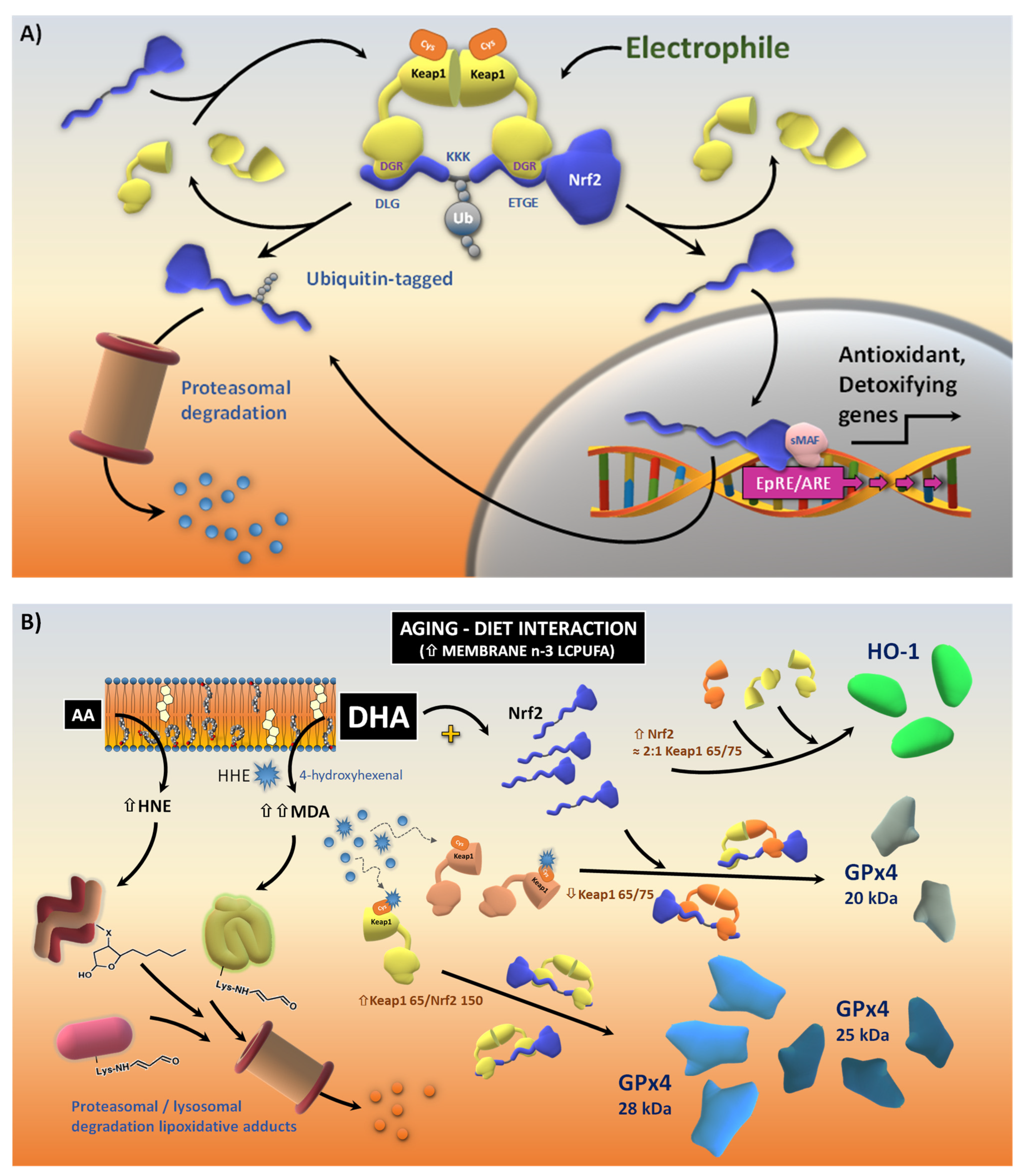 Antioxidants 13 00206 g009