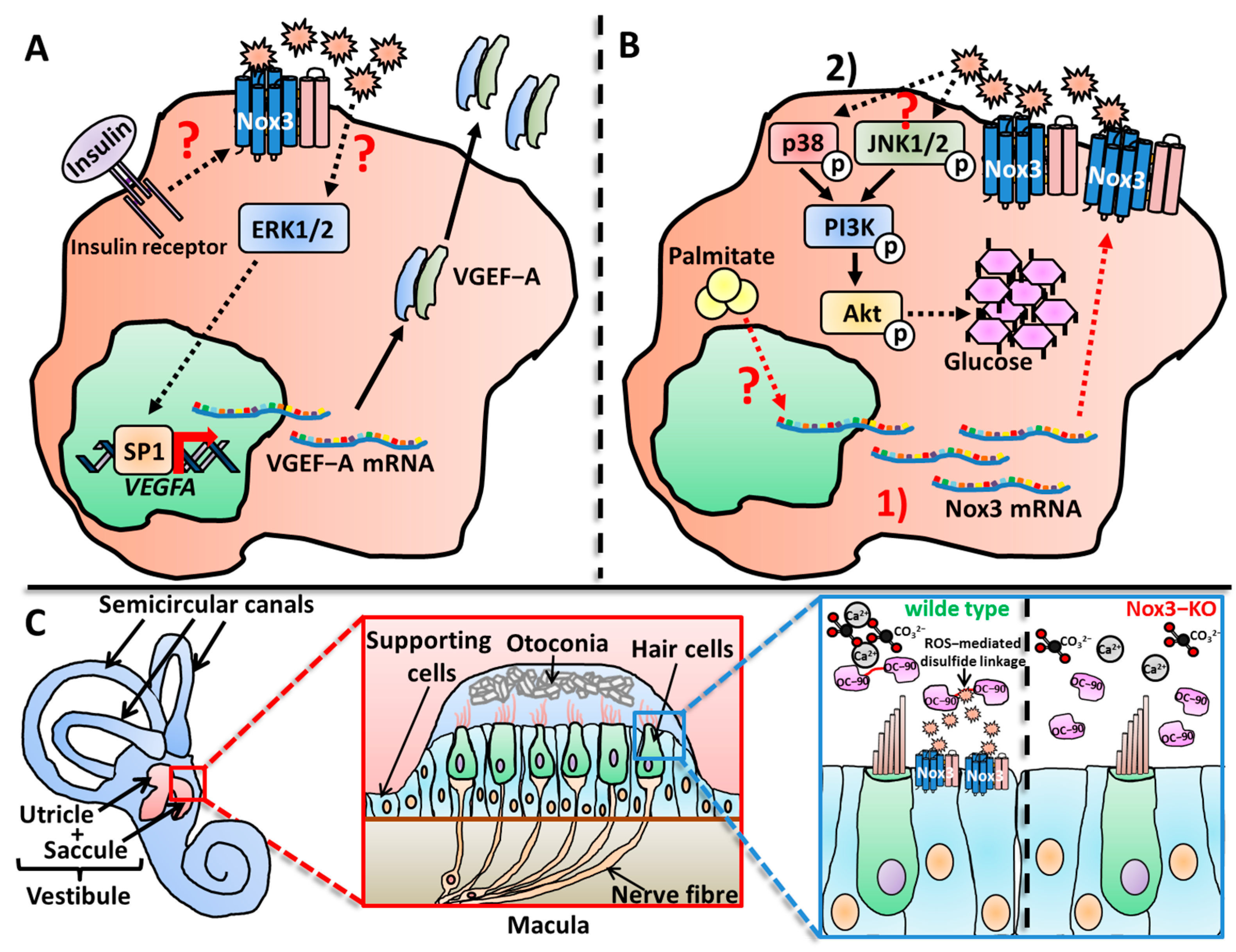 Antioxidants 13 00219 g004 Antioxidants 13 00219 g004