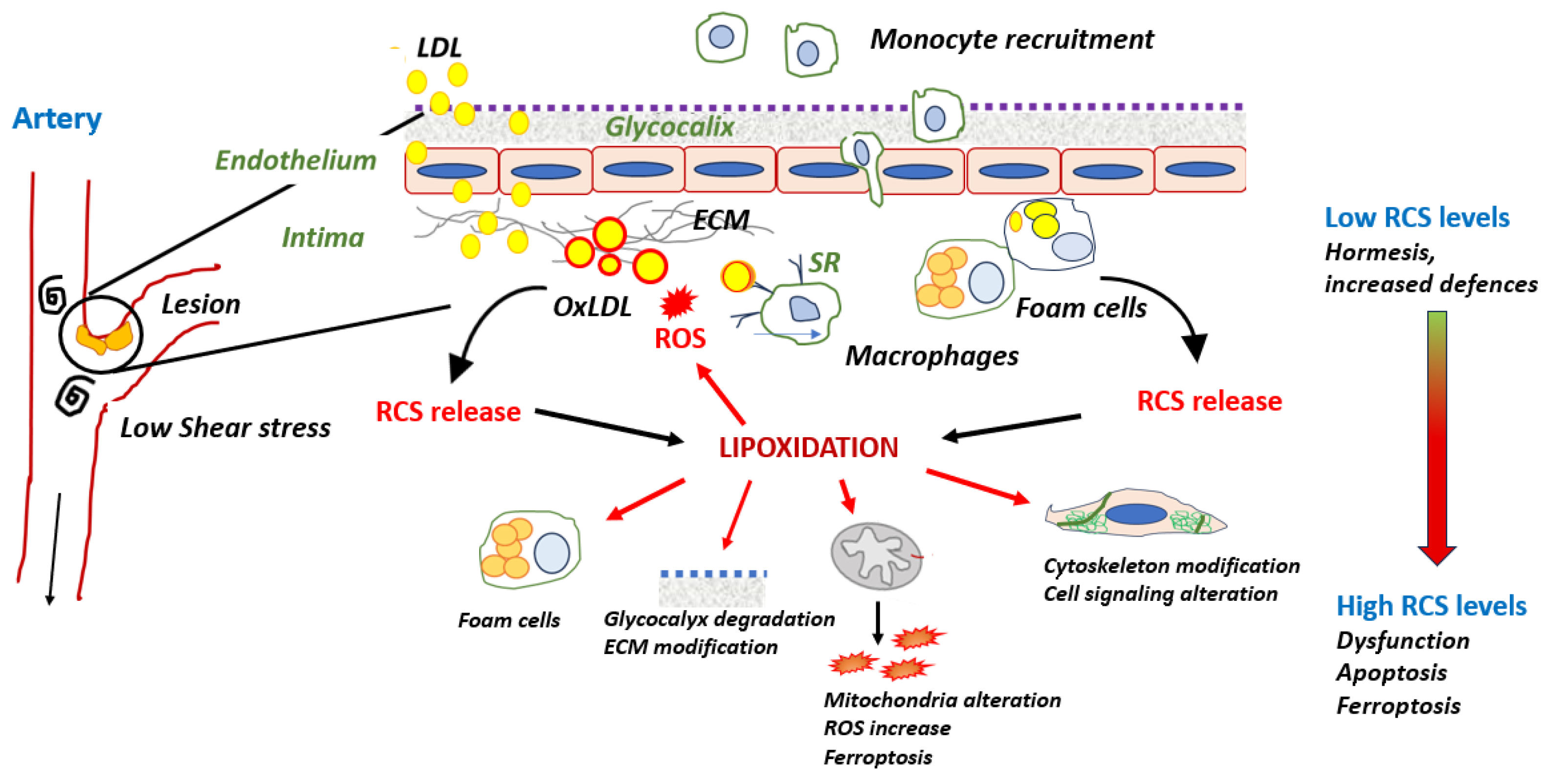 Antioxidants 13 00232 g002