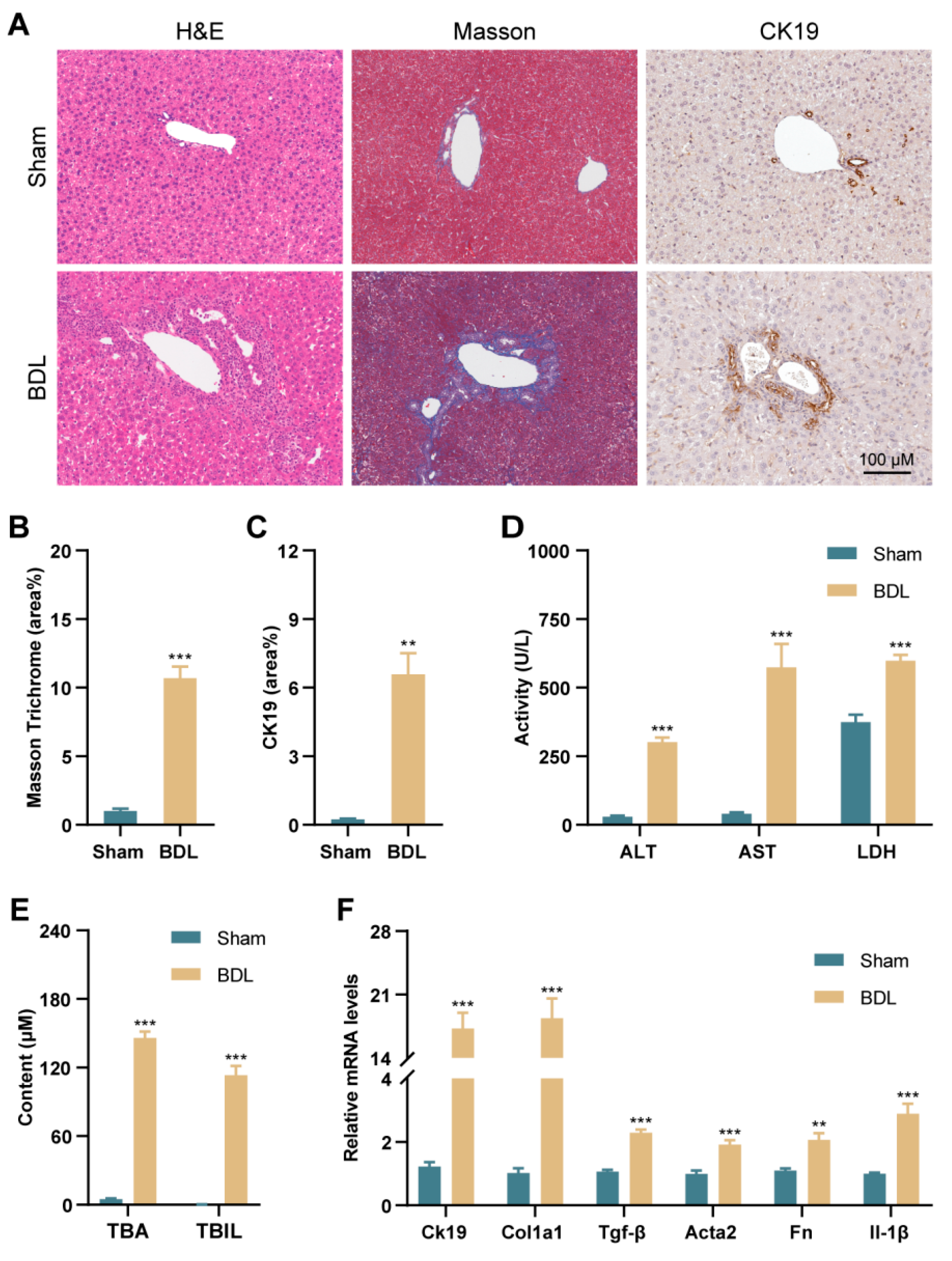 Antioxidants 13 00256 g001