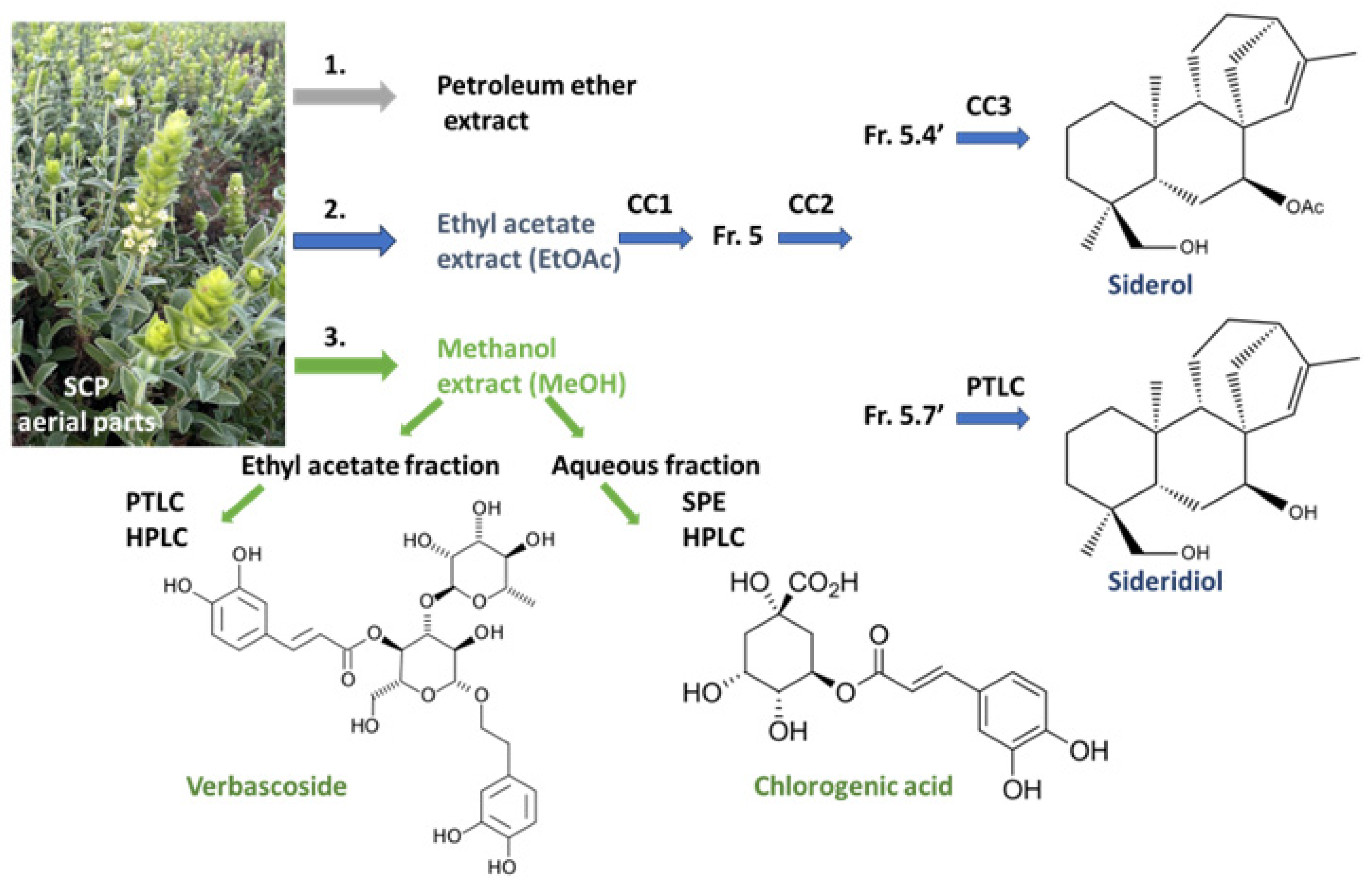 Antioxidants | Free Full-Text | Beneficial Effects of Sideritis ...