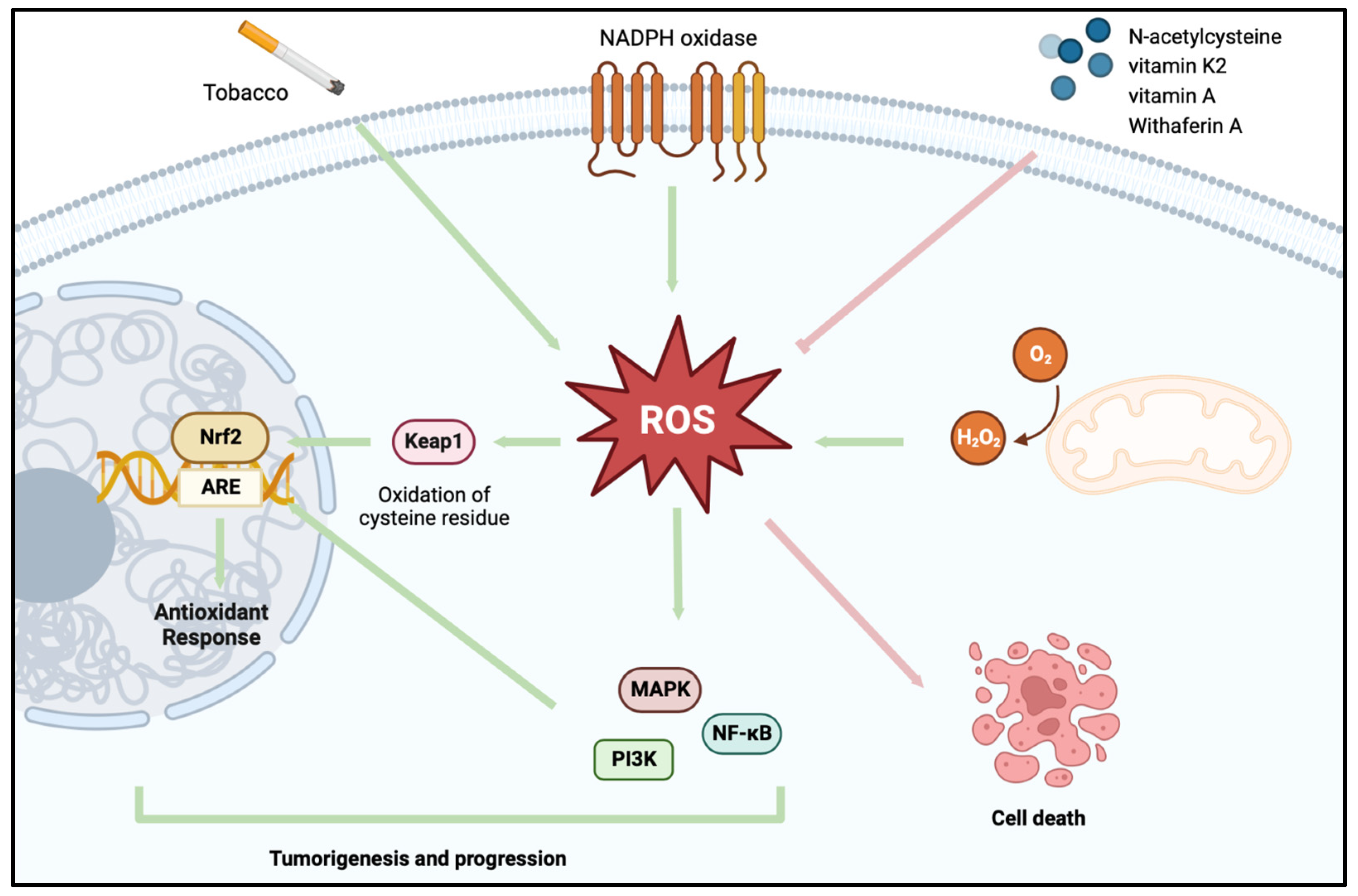 Antioxidants Free Full Text Redox System and Oxidative Stress