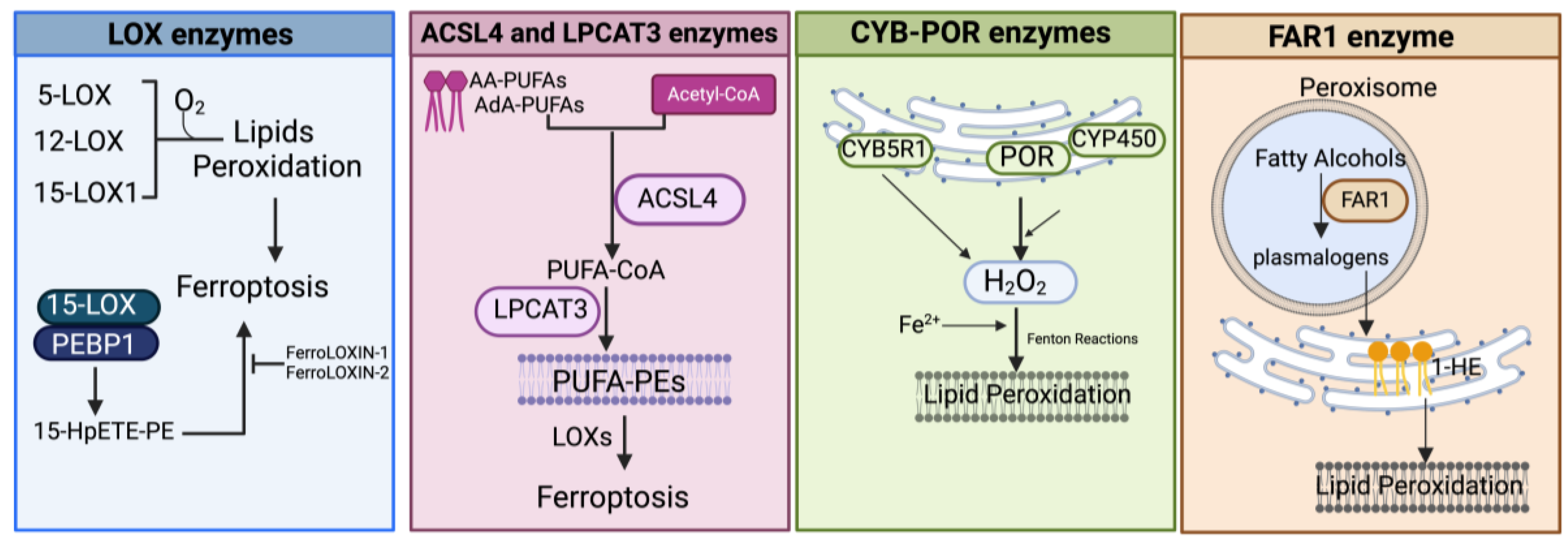 Antioxidants 13 00298 g004