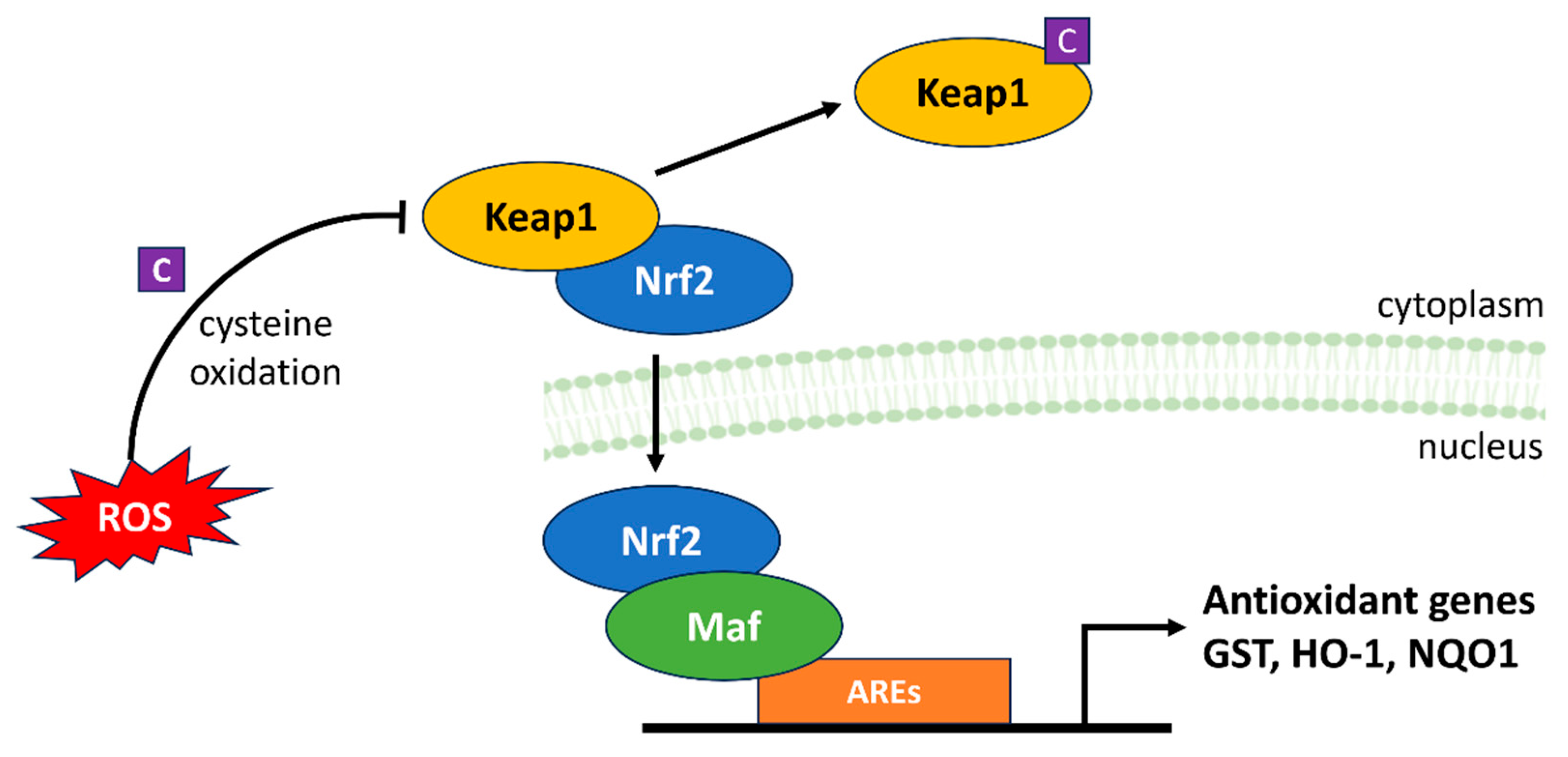 Antioxidants 13 00312 g007 Antioxidants 13 00312 g007