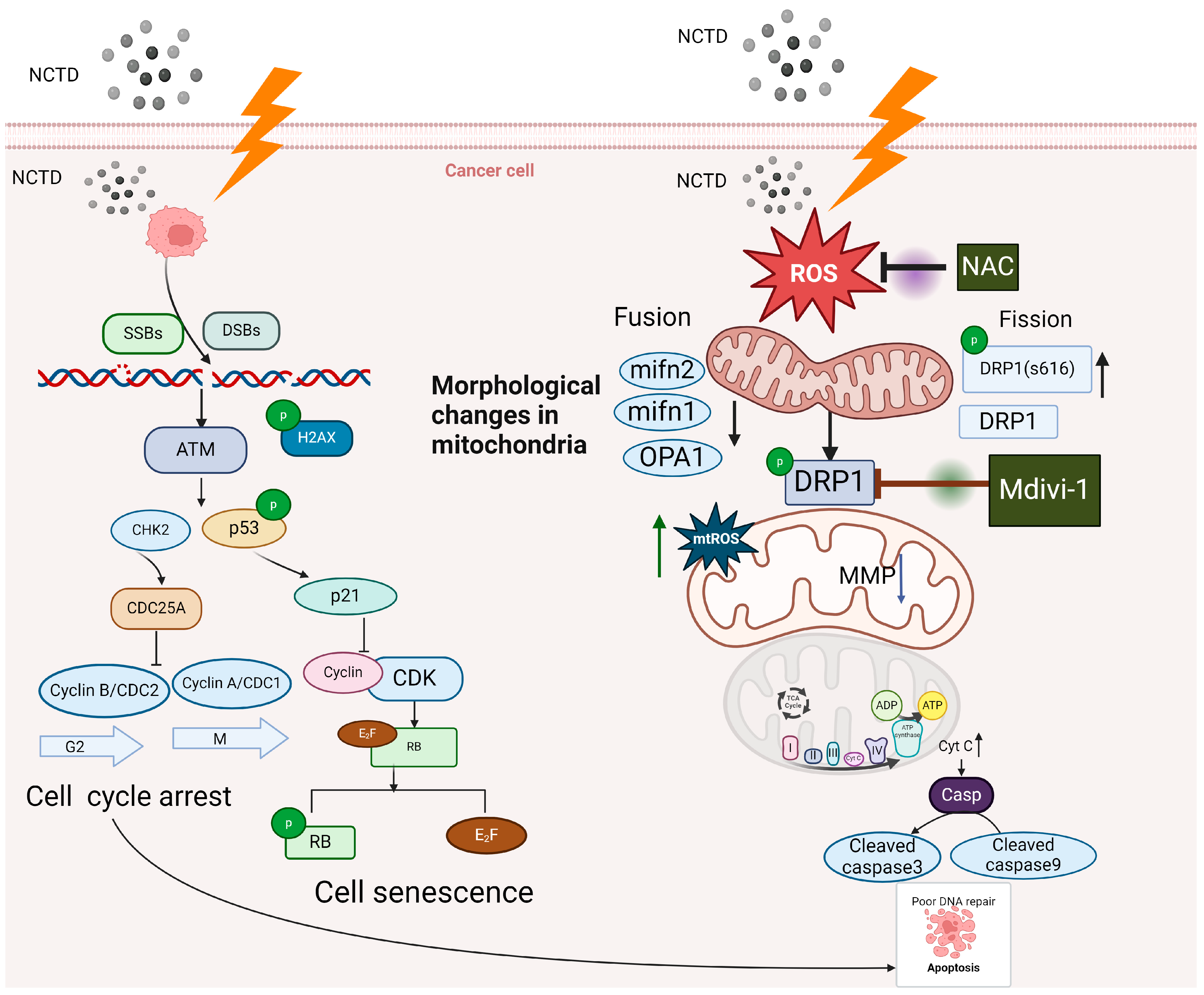 Antioxidants 13 00347 g009 Antioxidants 13 00347 g009