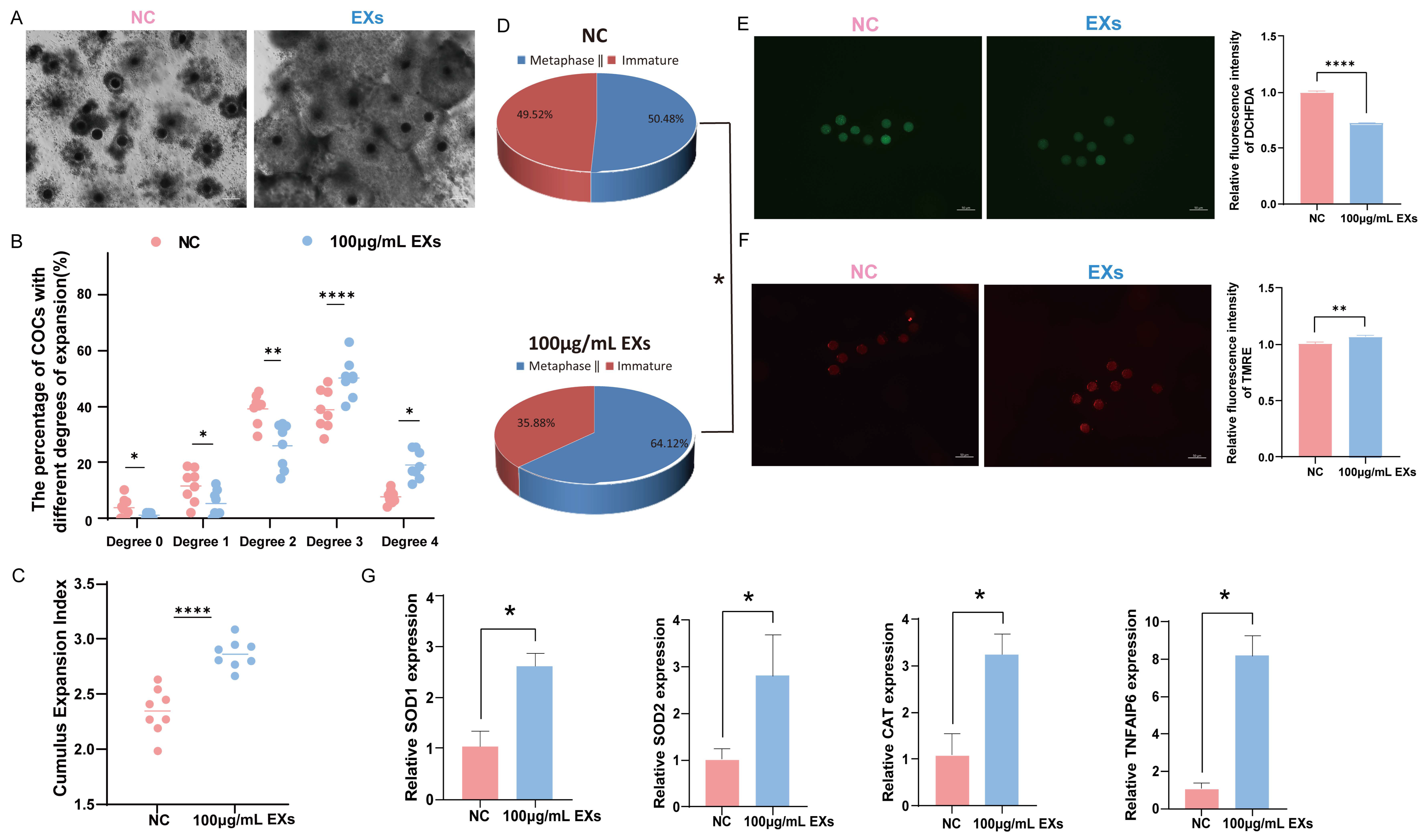 Antioxidants 13 00348 g004