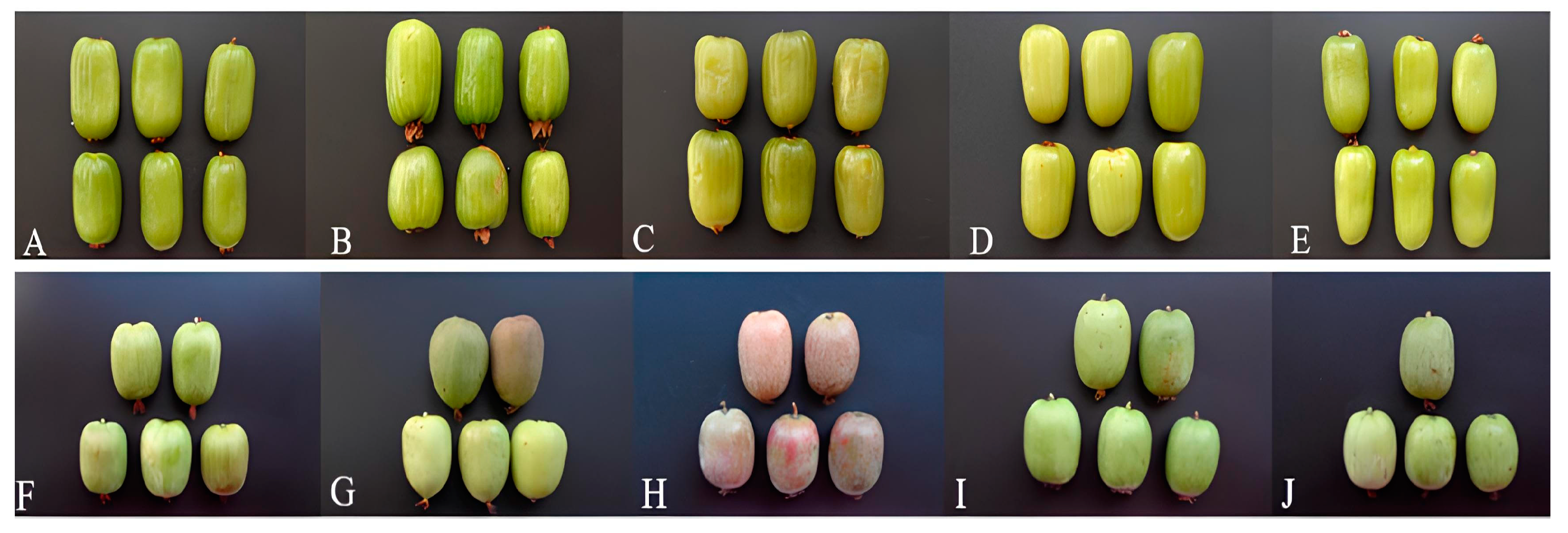 Antioxidants 13 00372 g001