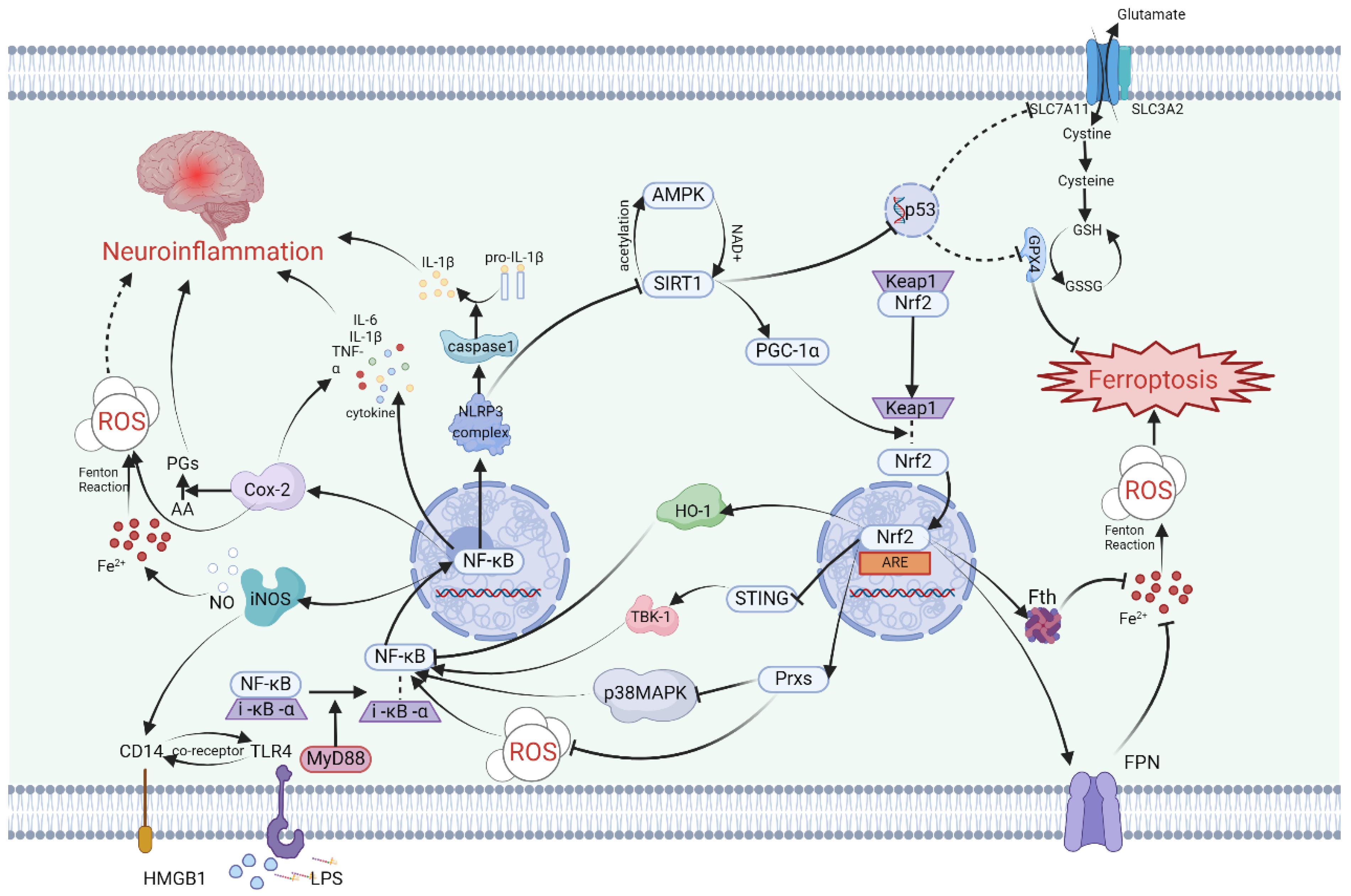 Antioxidants 13 00395 g001