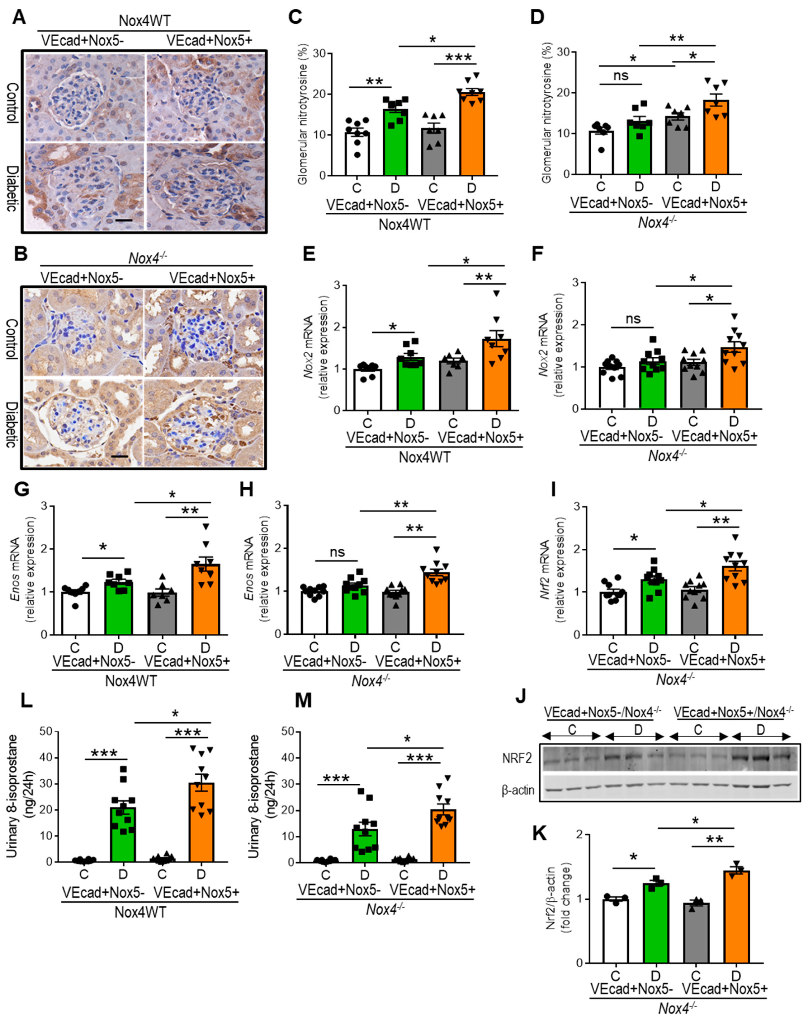 Antioxidants 13 00396 g002 Antioxidants 13 00396 g002