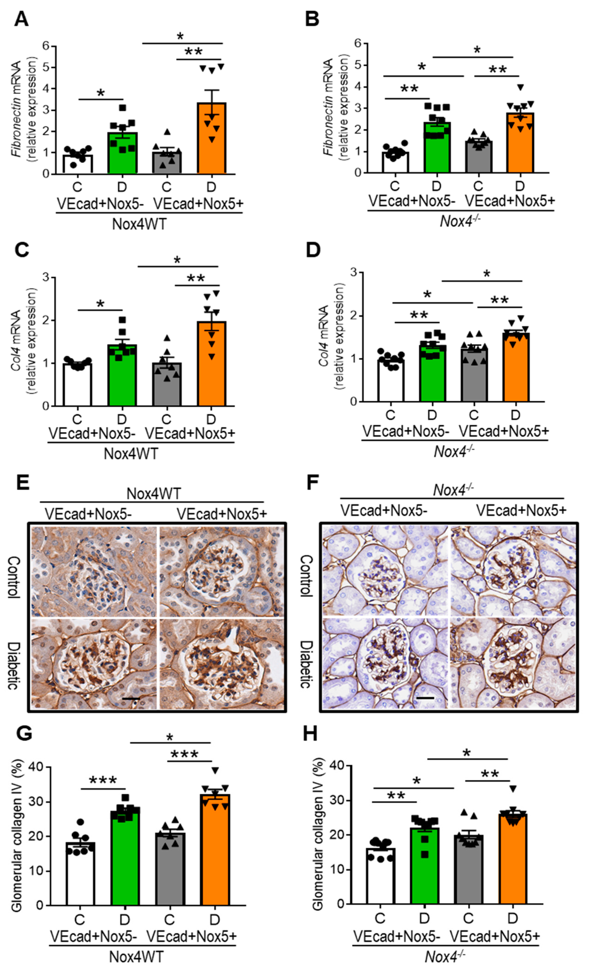 Antioxidants 13 00396 g004 Antioxidants 13 00396 g004