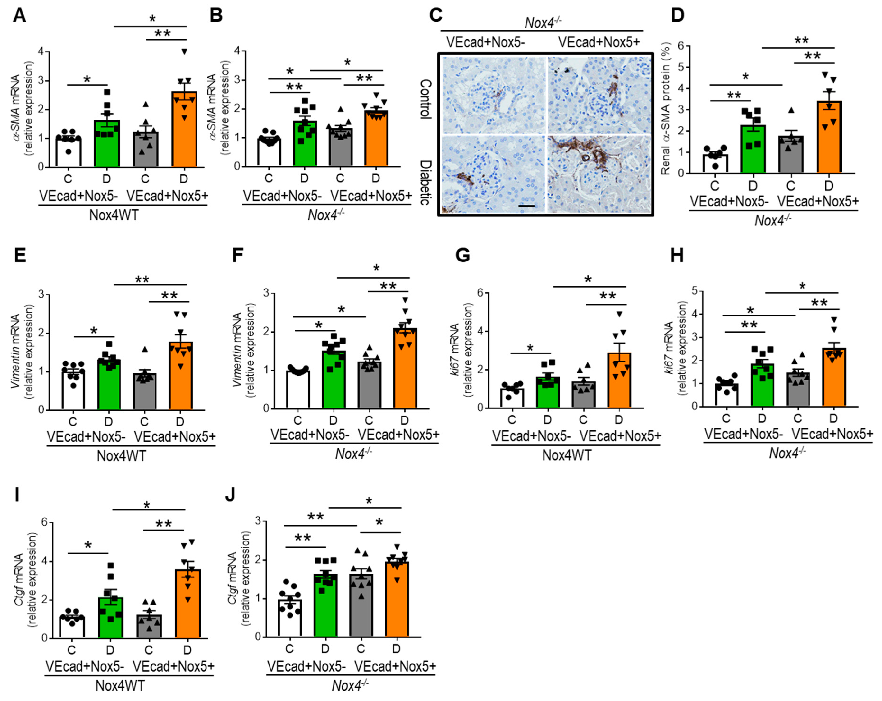 Antioxidants 13 00396 g005 Antioxidants 13 00396 g005