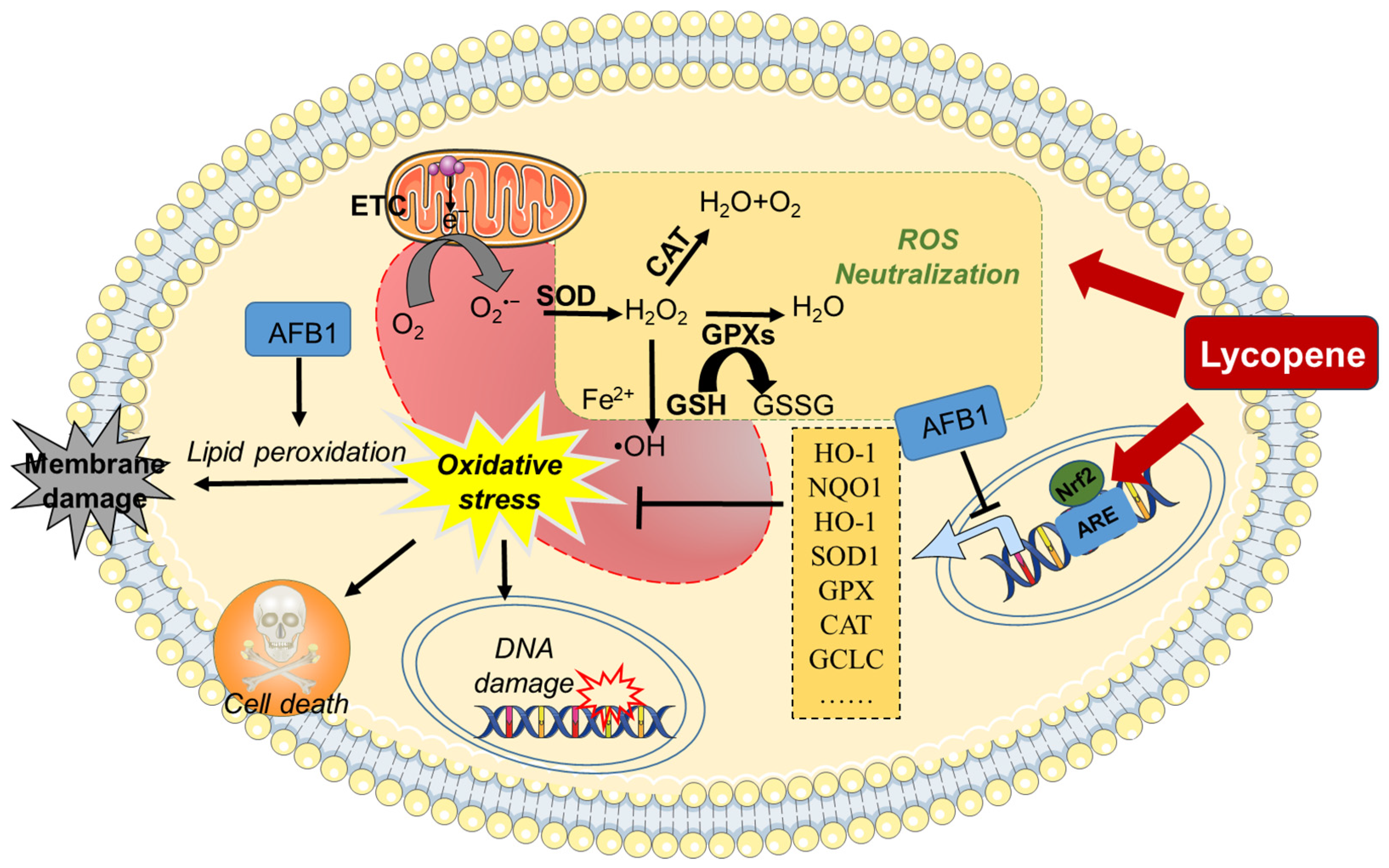 Antioxidants 13 00452 g002