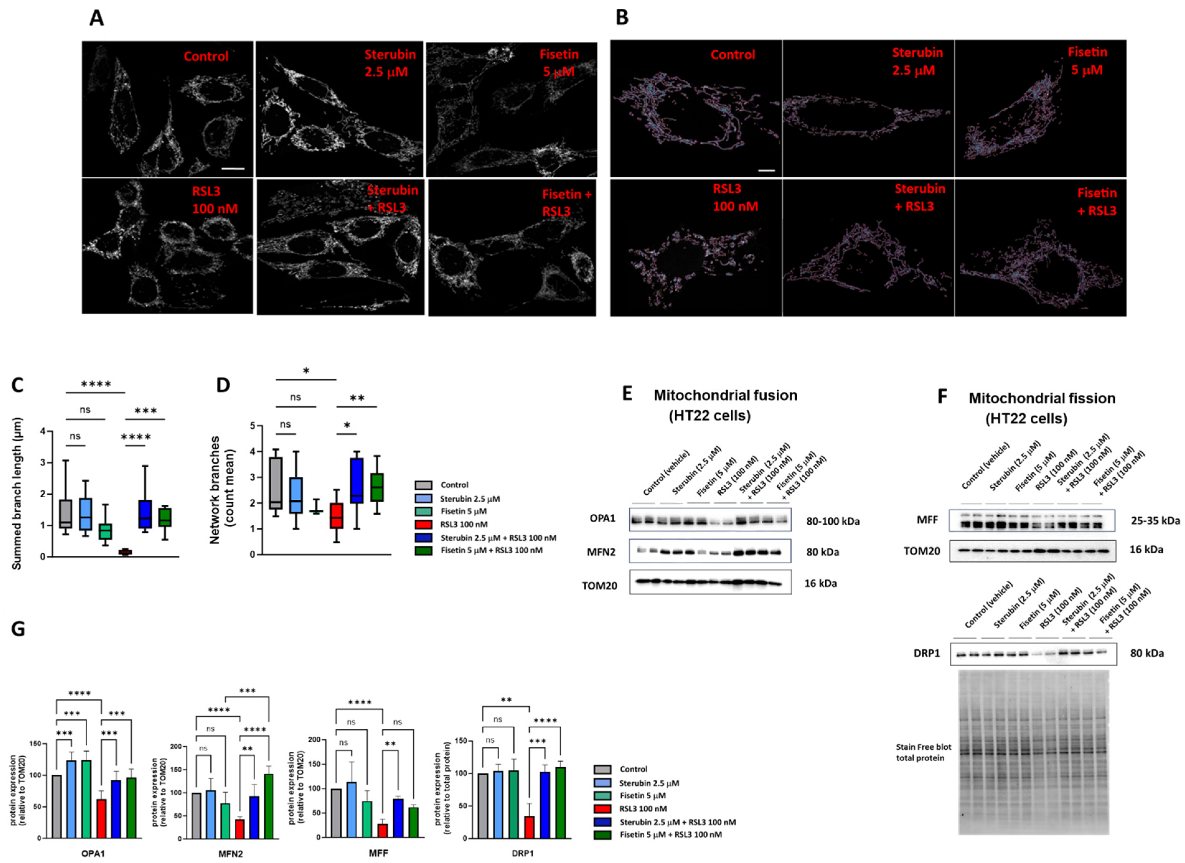 Antioxidants 13 00460 g005