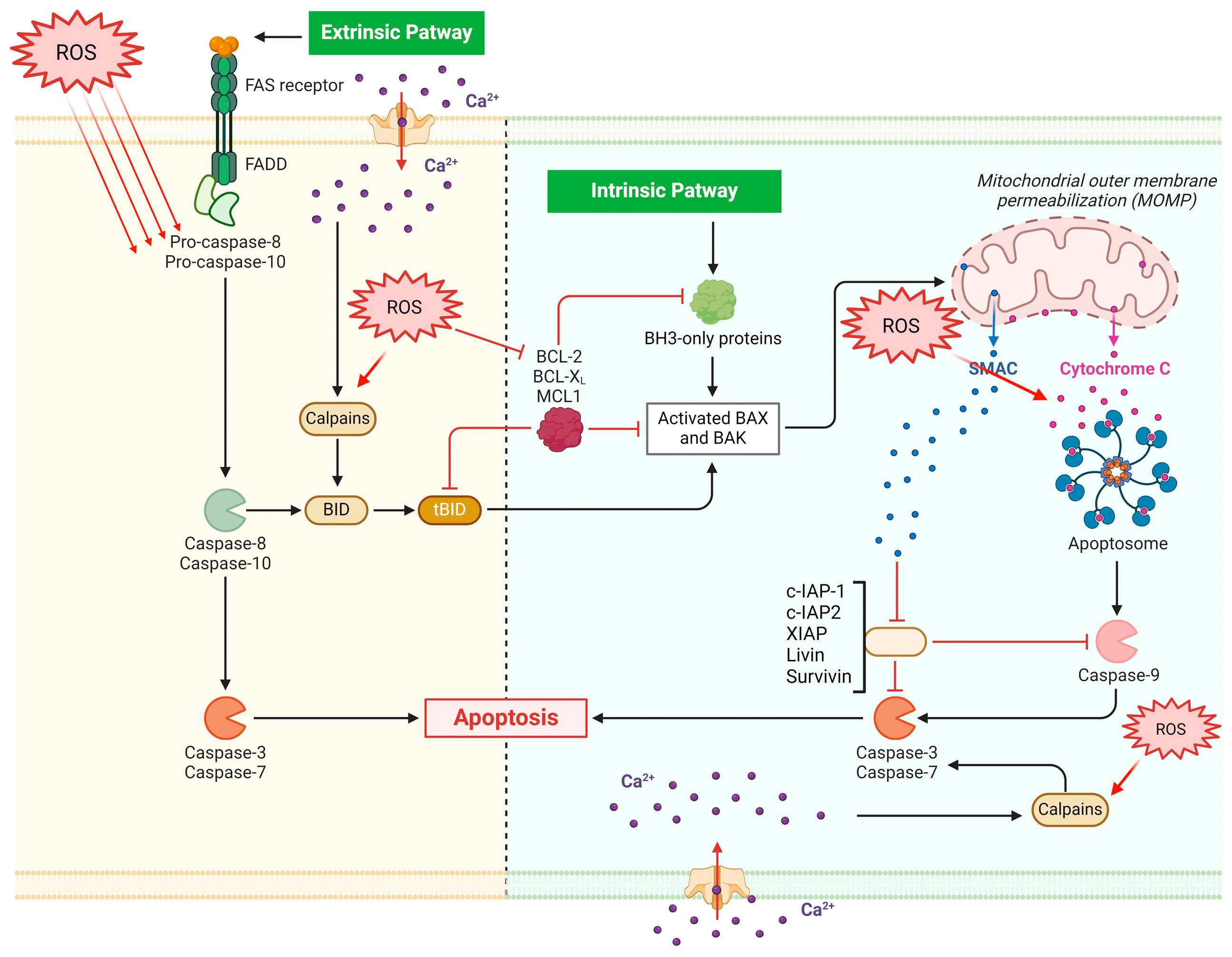 Antioxidants 13 00461 g001
