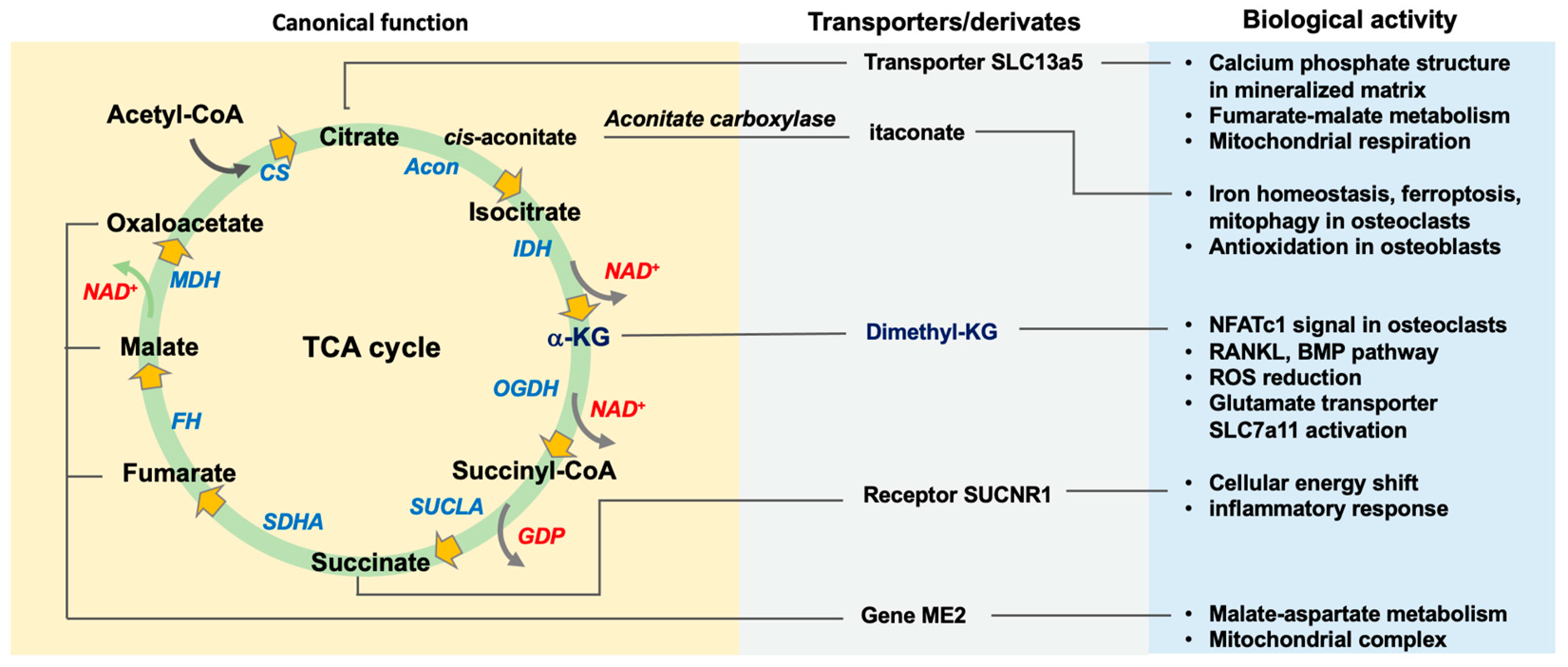 Antioxidants 13 00470 g001