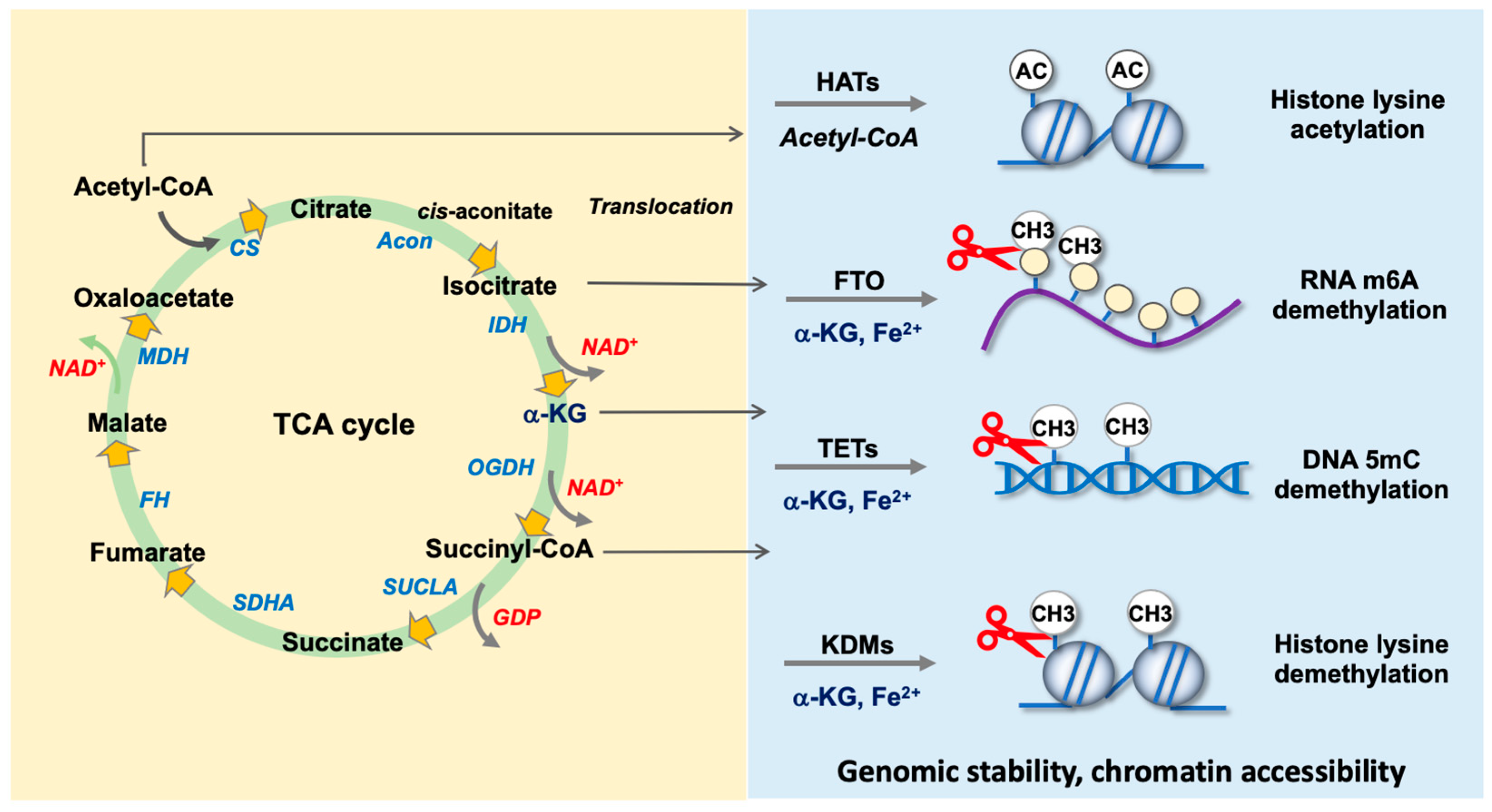 Antioxidants 13 00470 g002